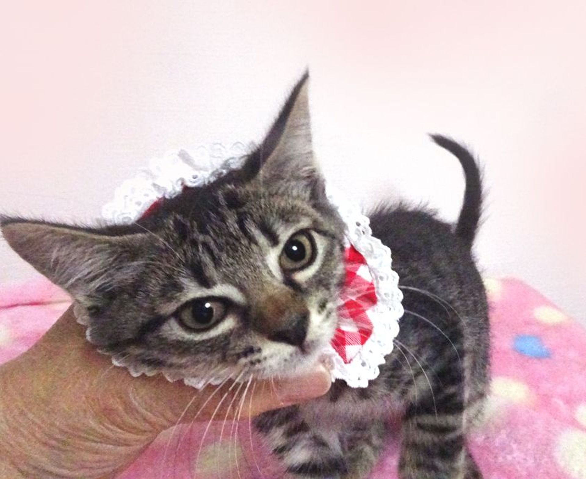 雑種（ミックス猫）・メスの里親募集の写真