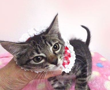 ひとみちゃん の写真