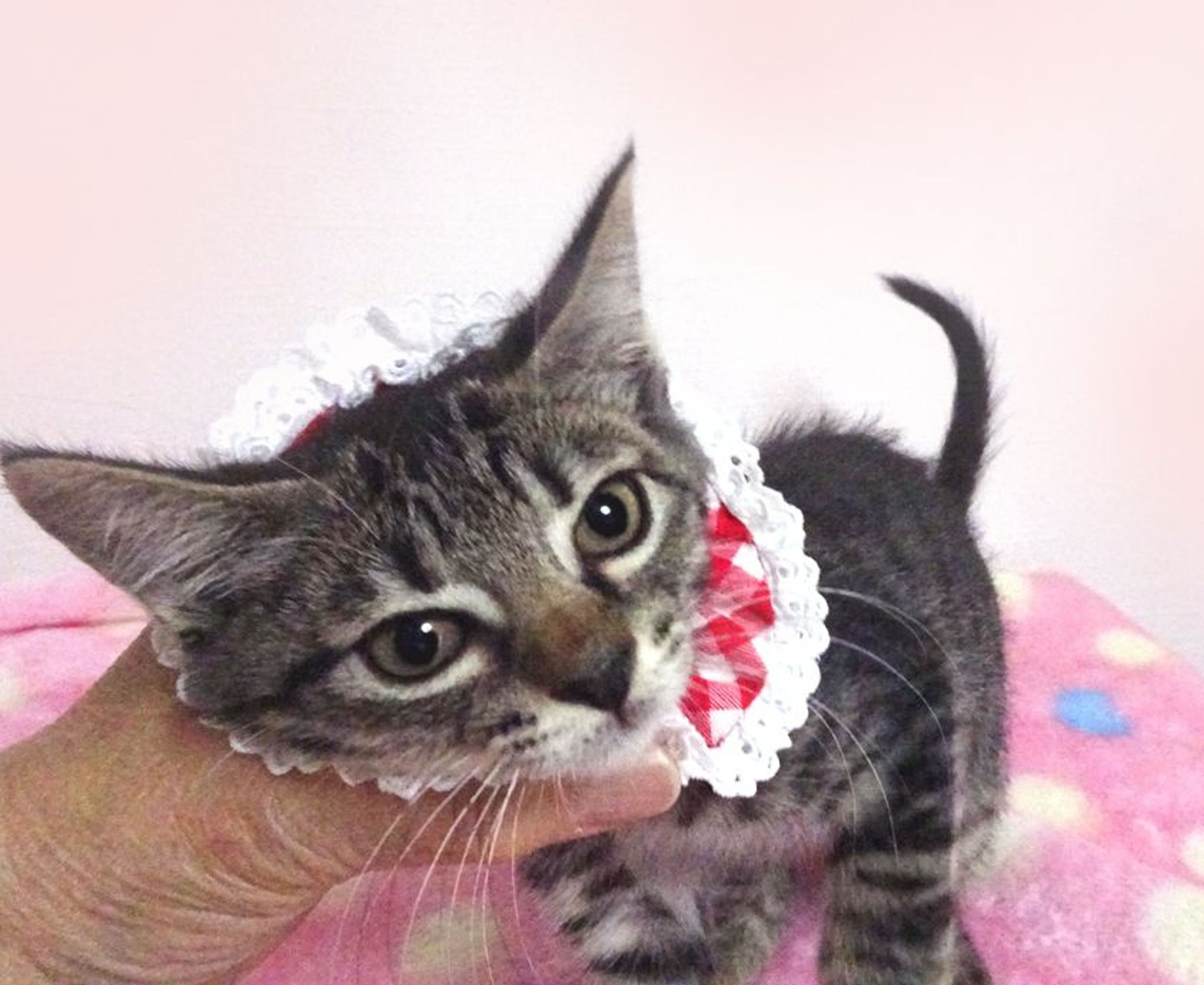 雑種（ミックス猫）・メスの里親募集の写真