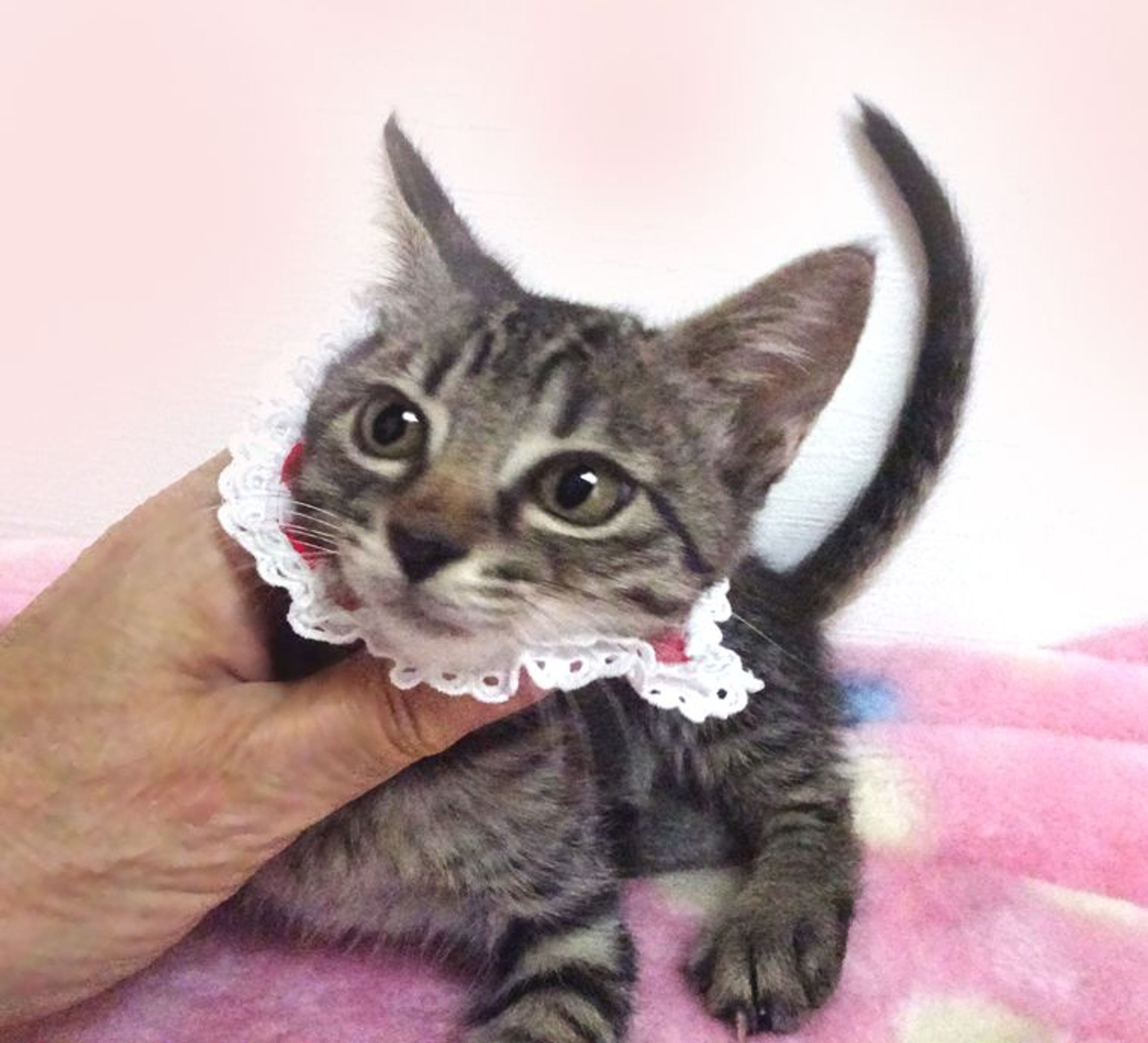 pet-image-3