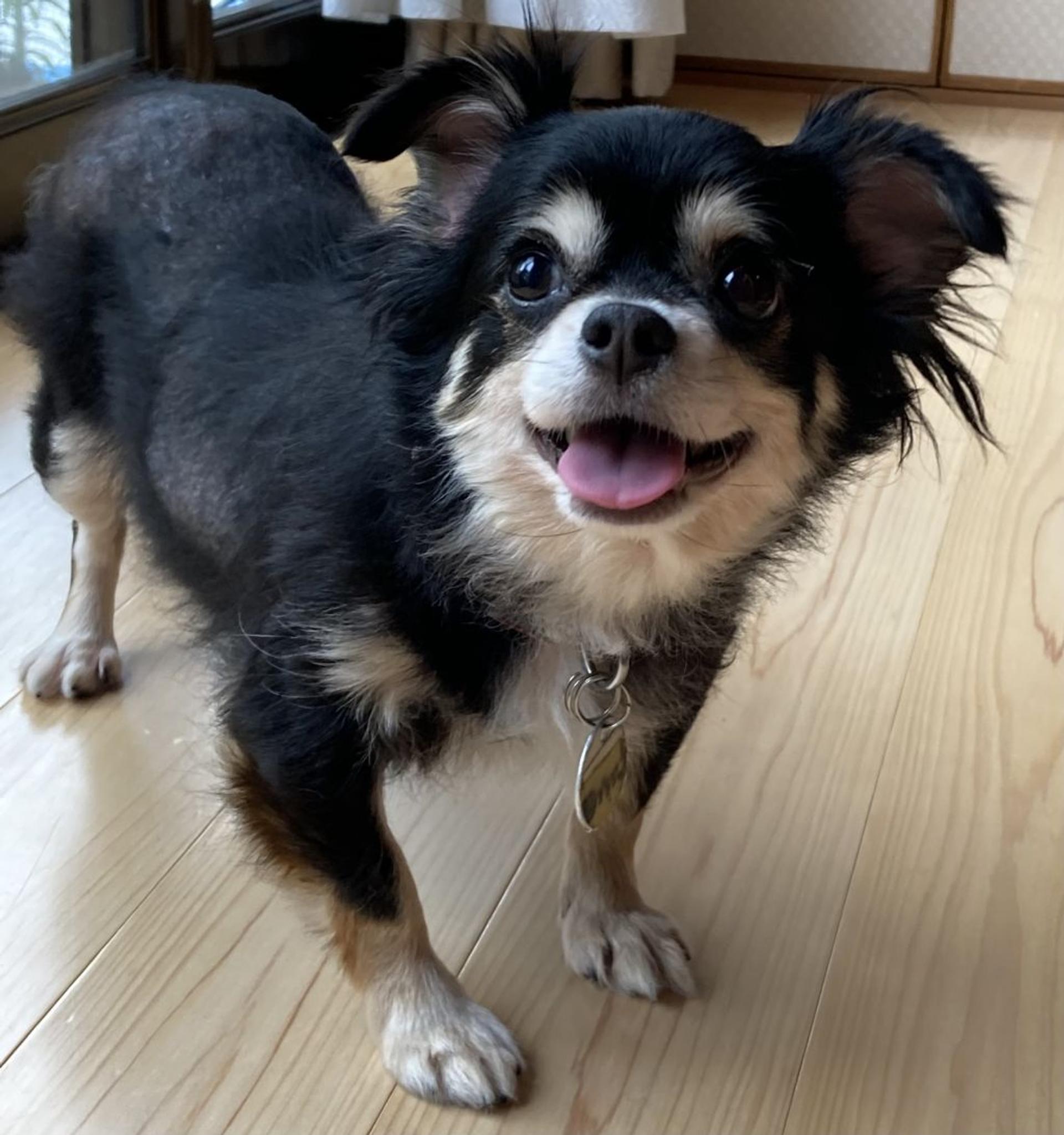 pet-image-2