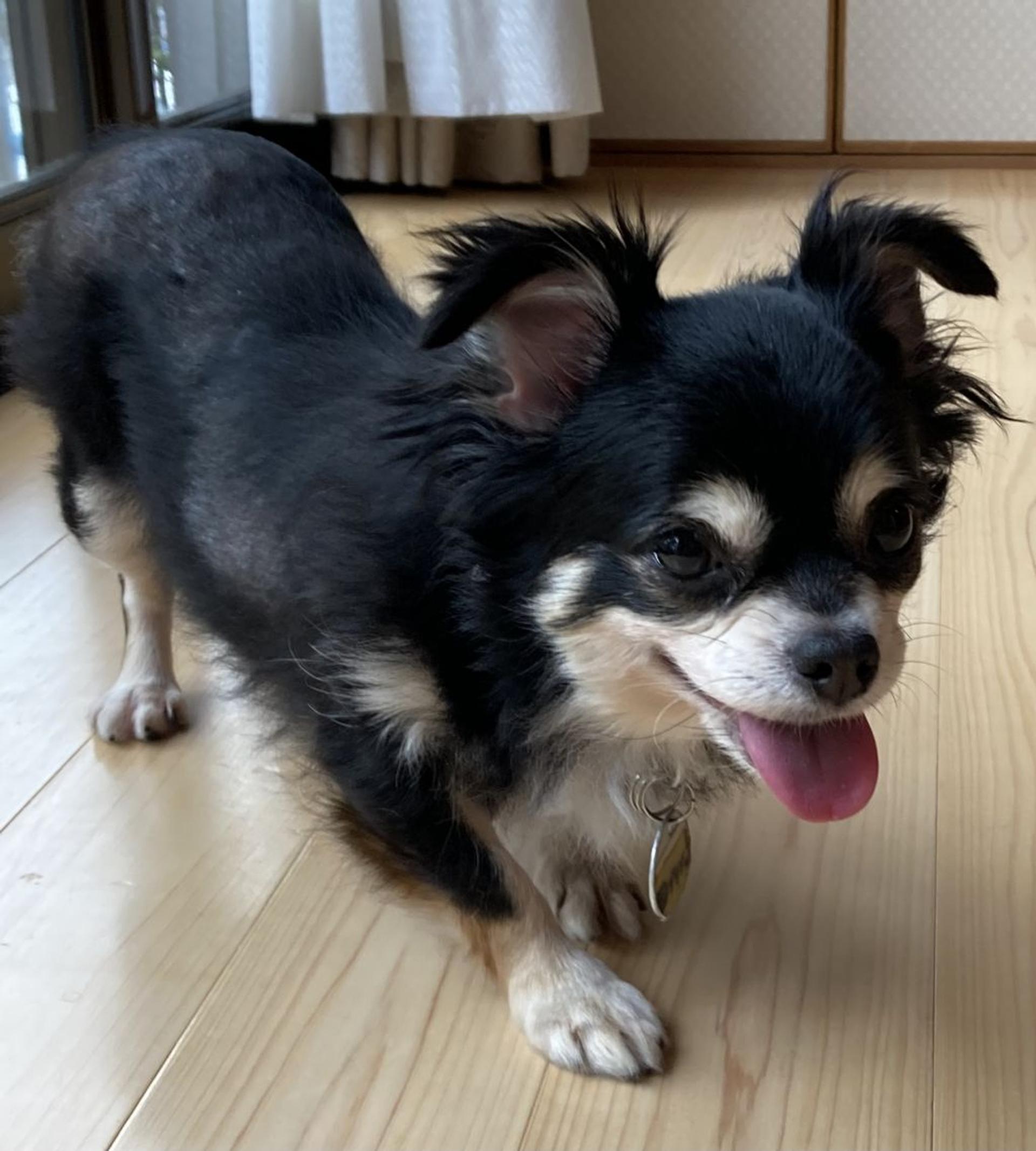 pet-image-3