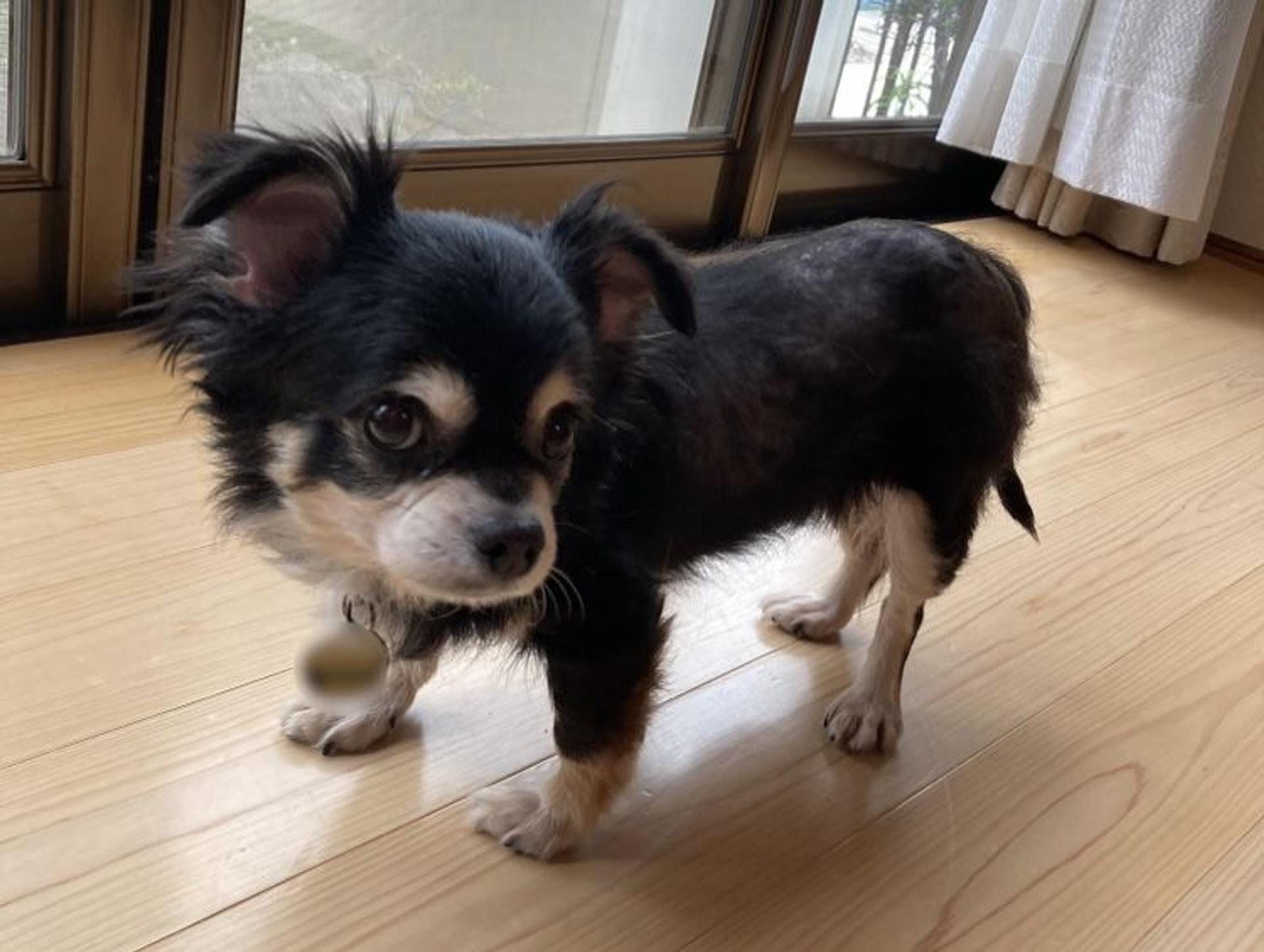 pet-image-4