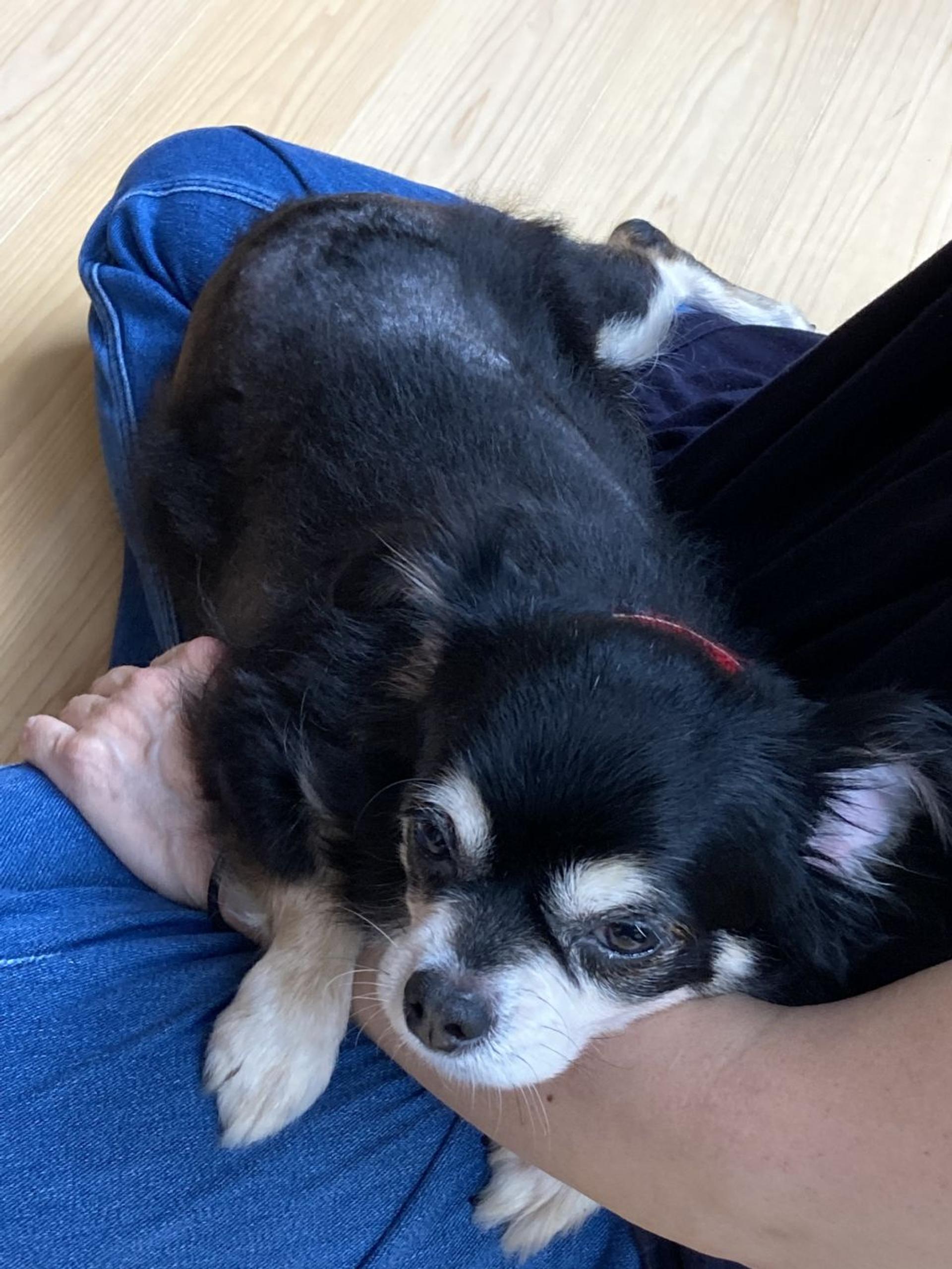 pet-image-7