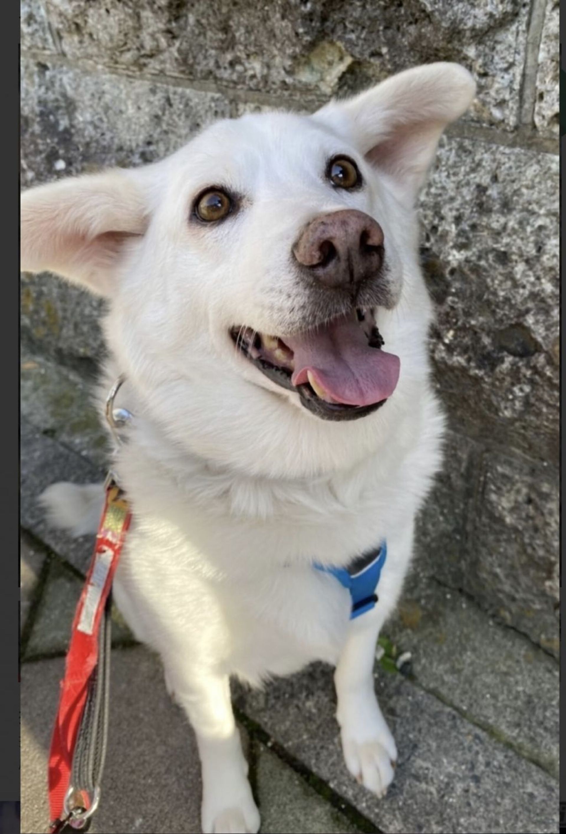 雑種（ミックス犬）・オスの里親募集の写真