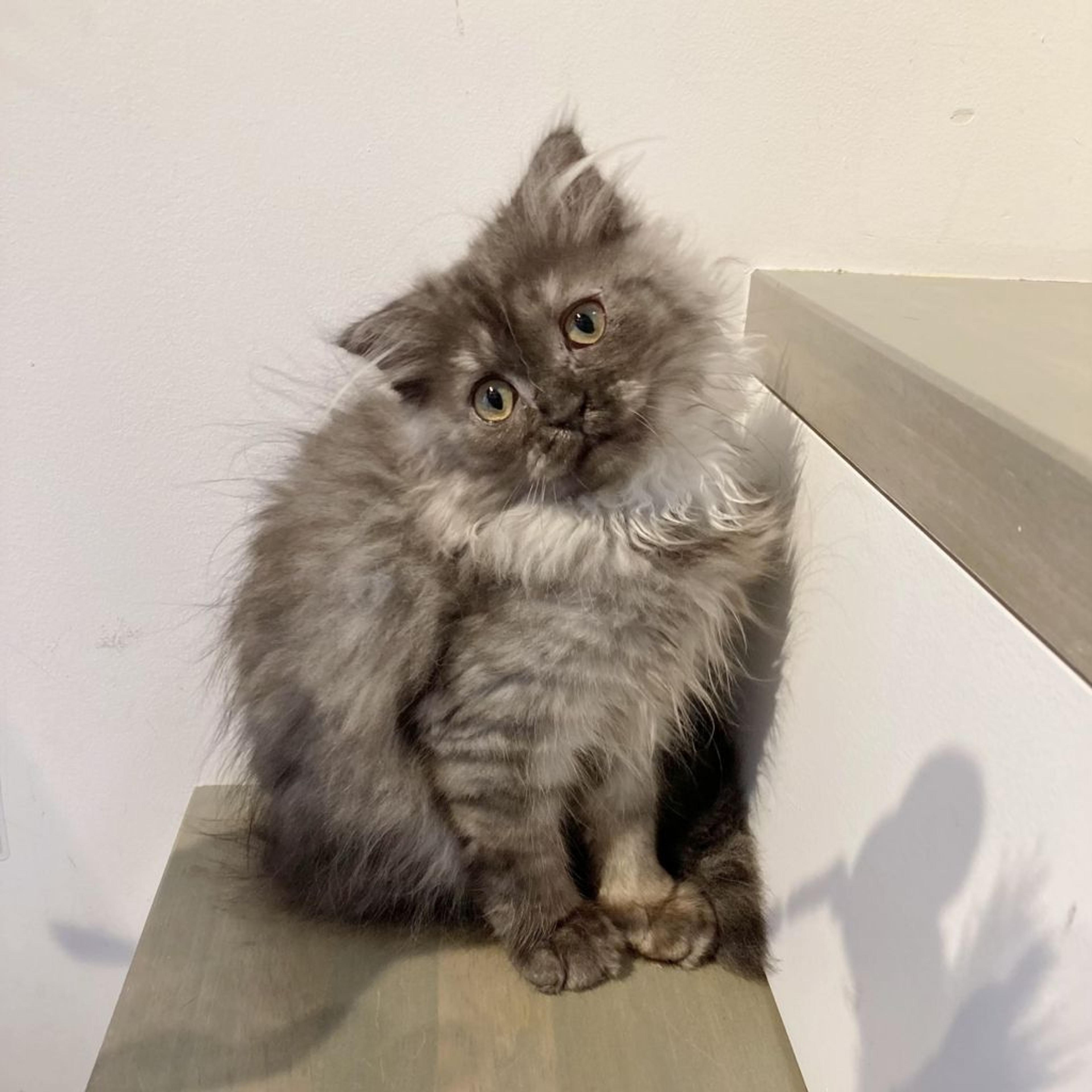 pet-image-2