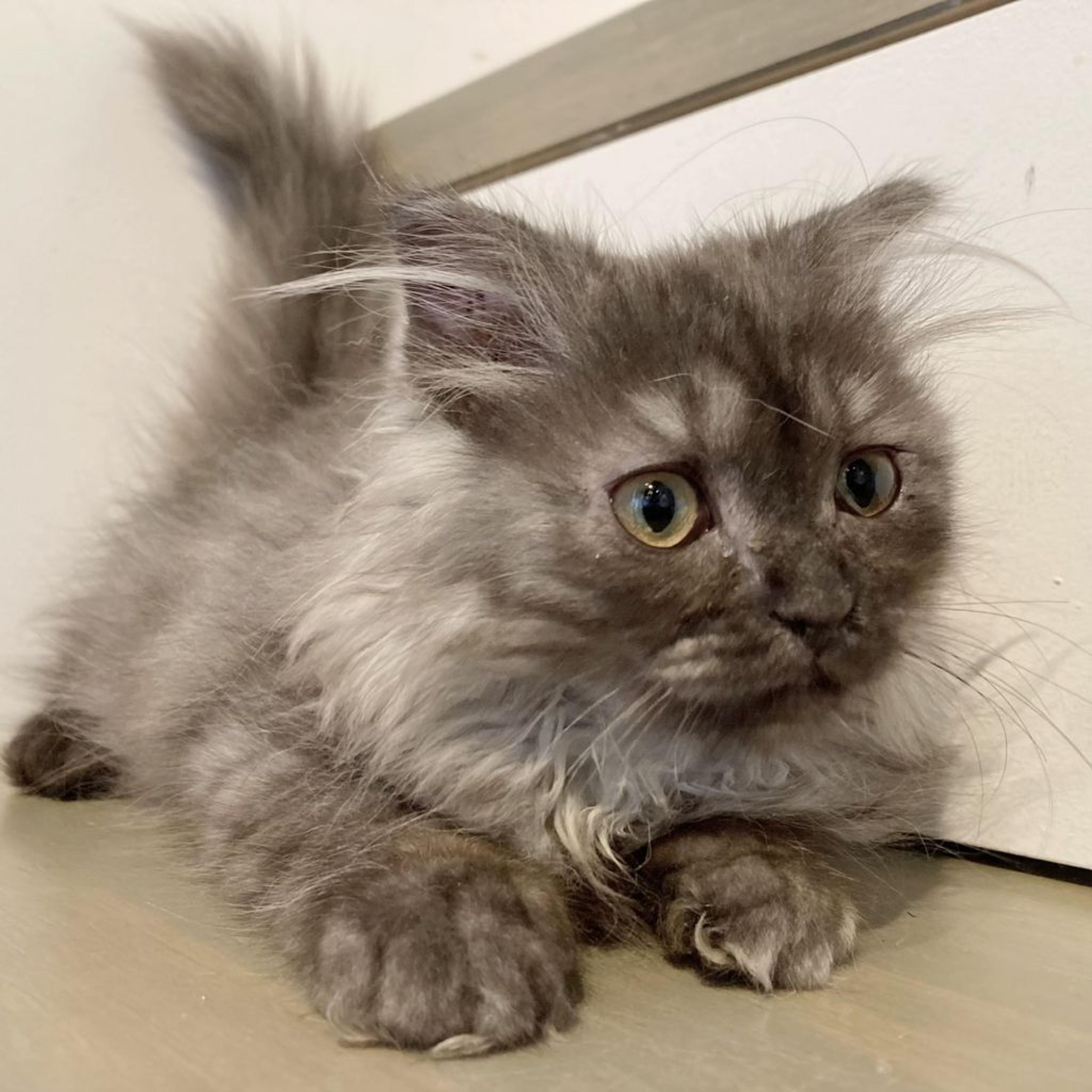 pet-image-3