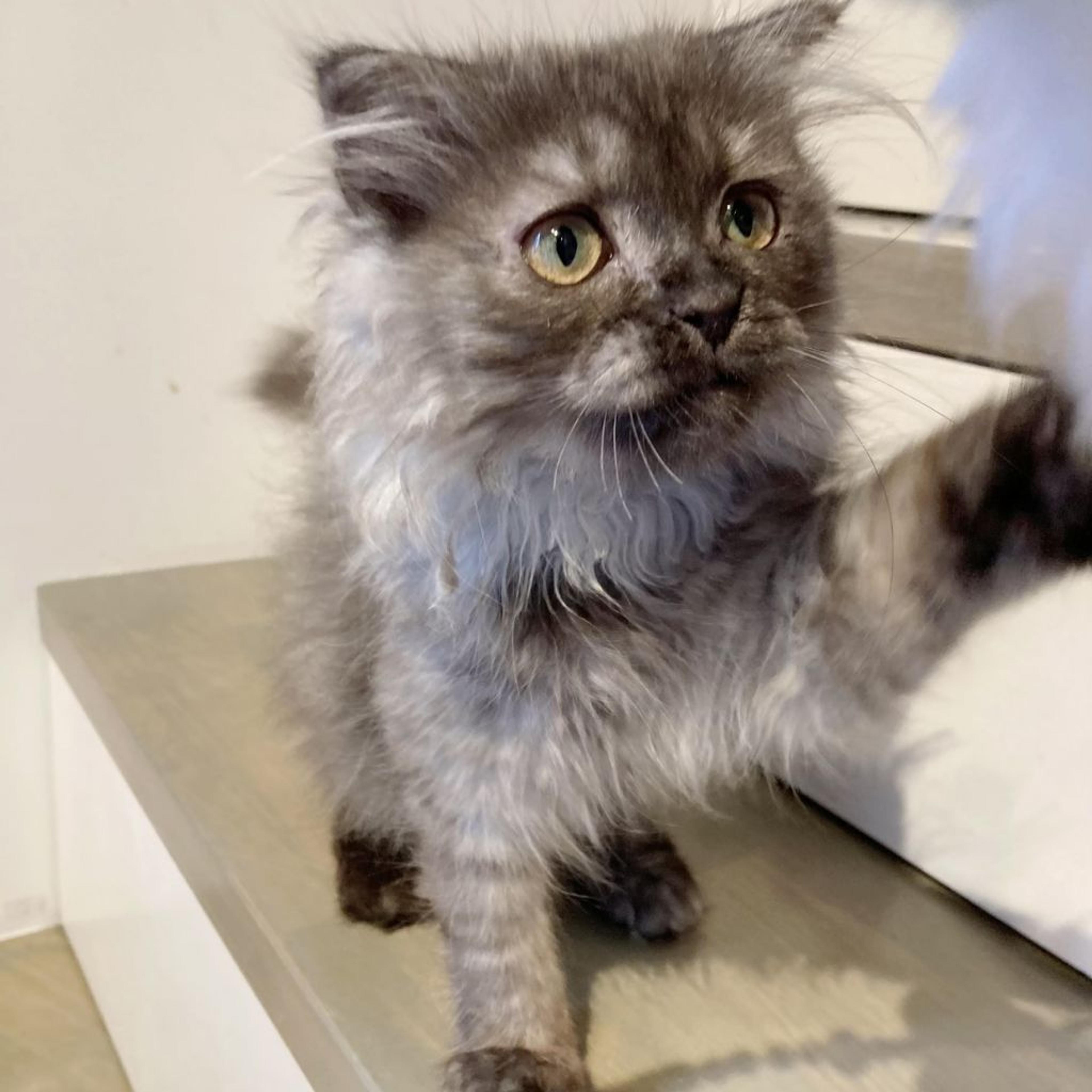 pet-image-5