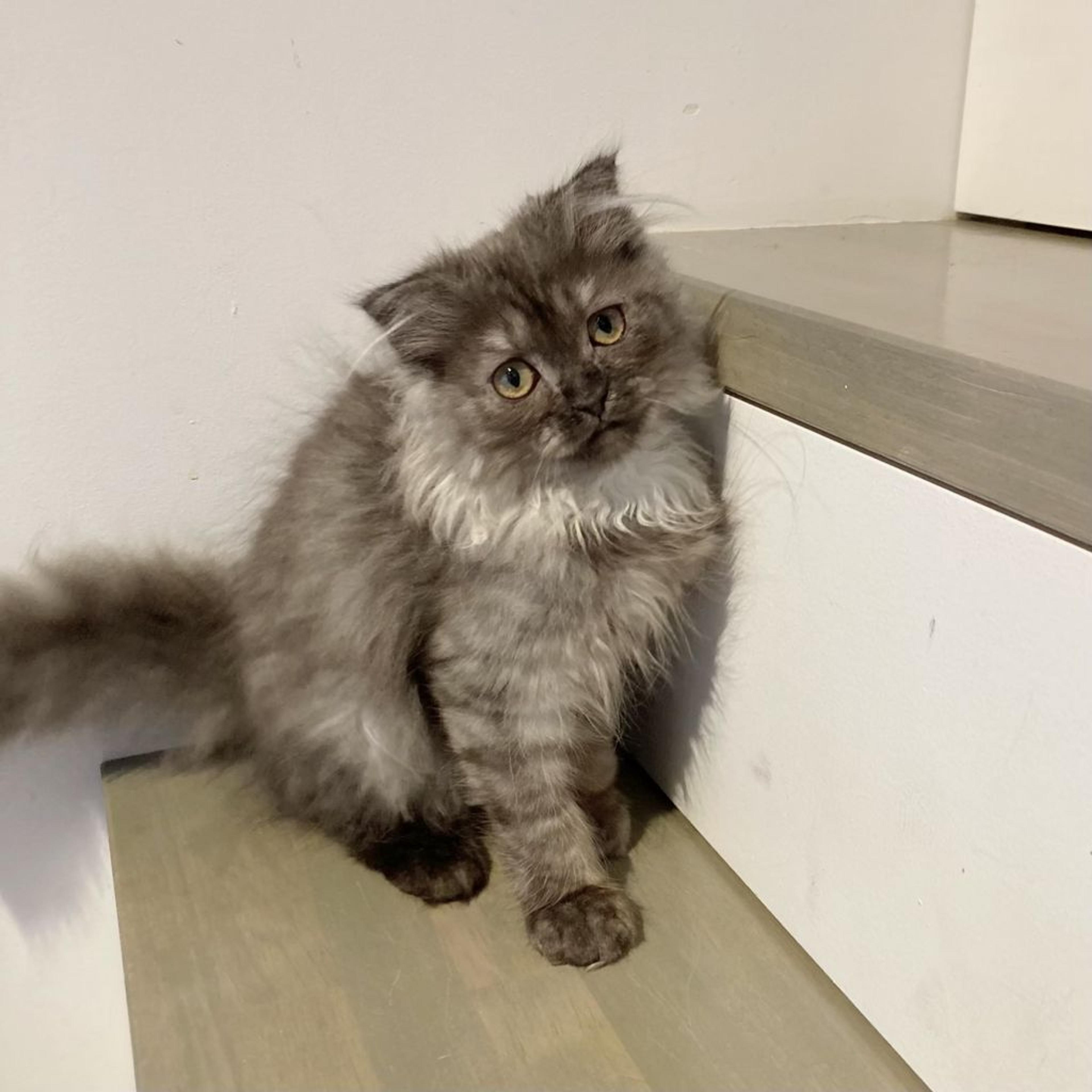 pet-image-6