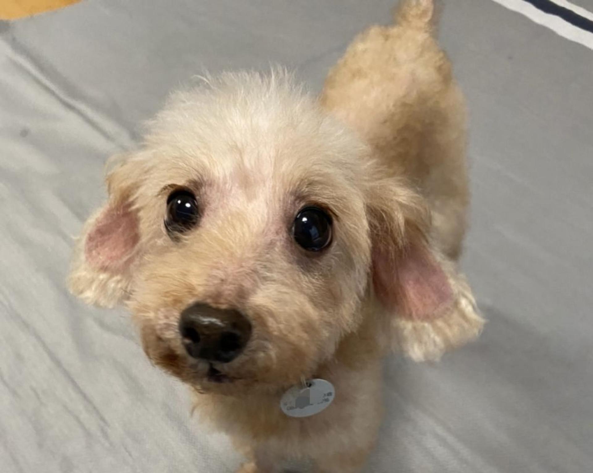 pet-image-2