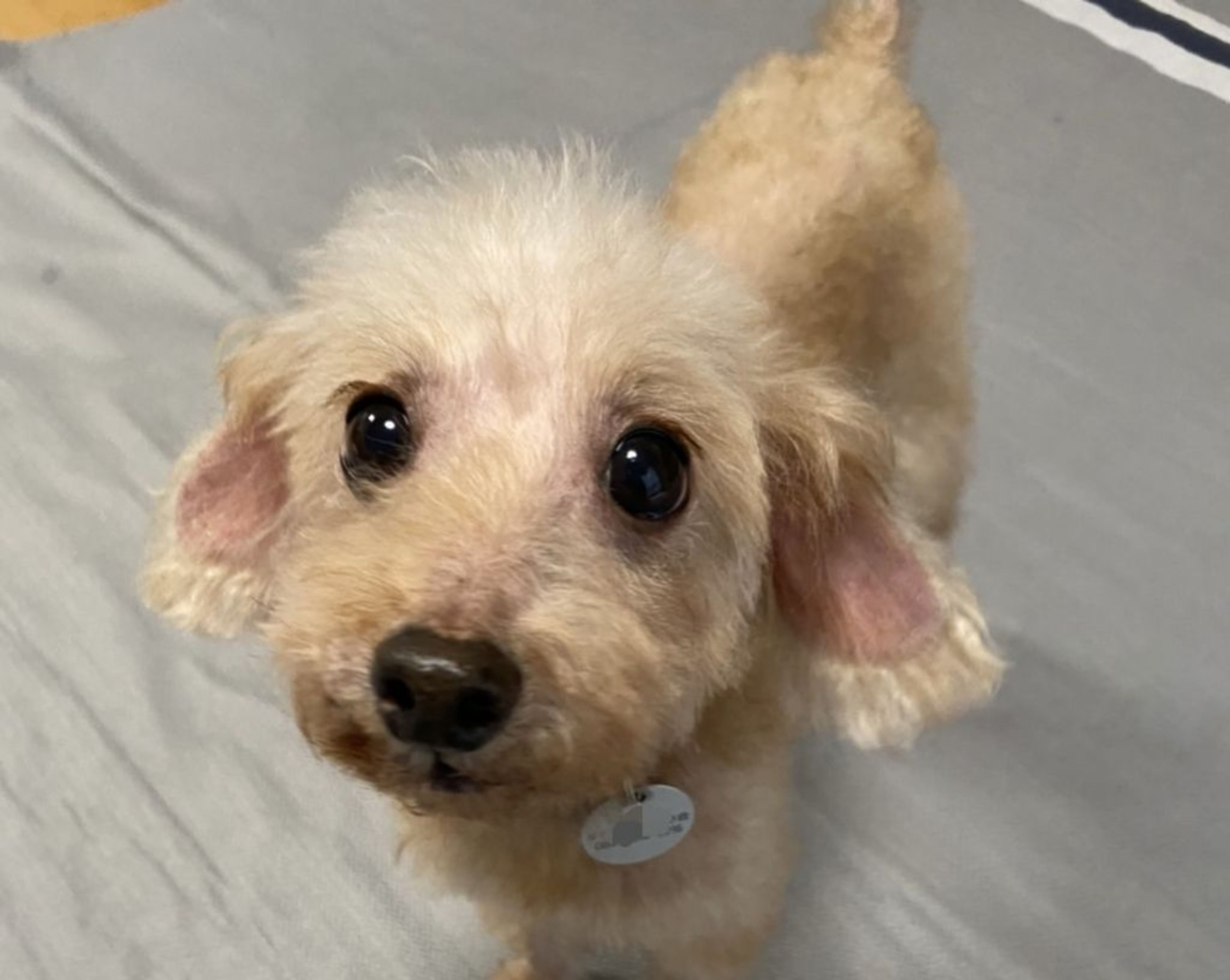 pet-image-2