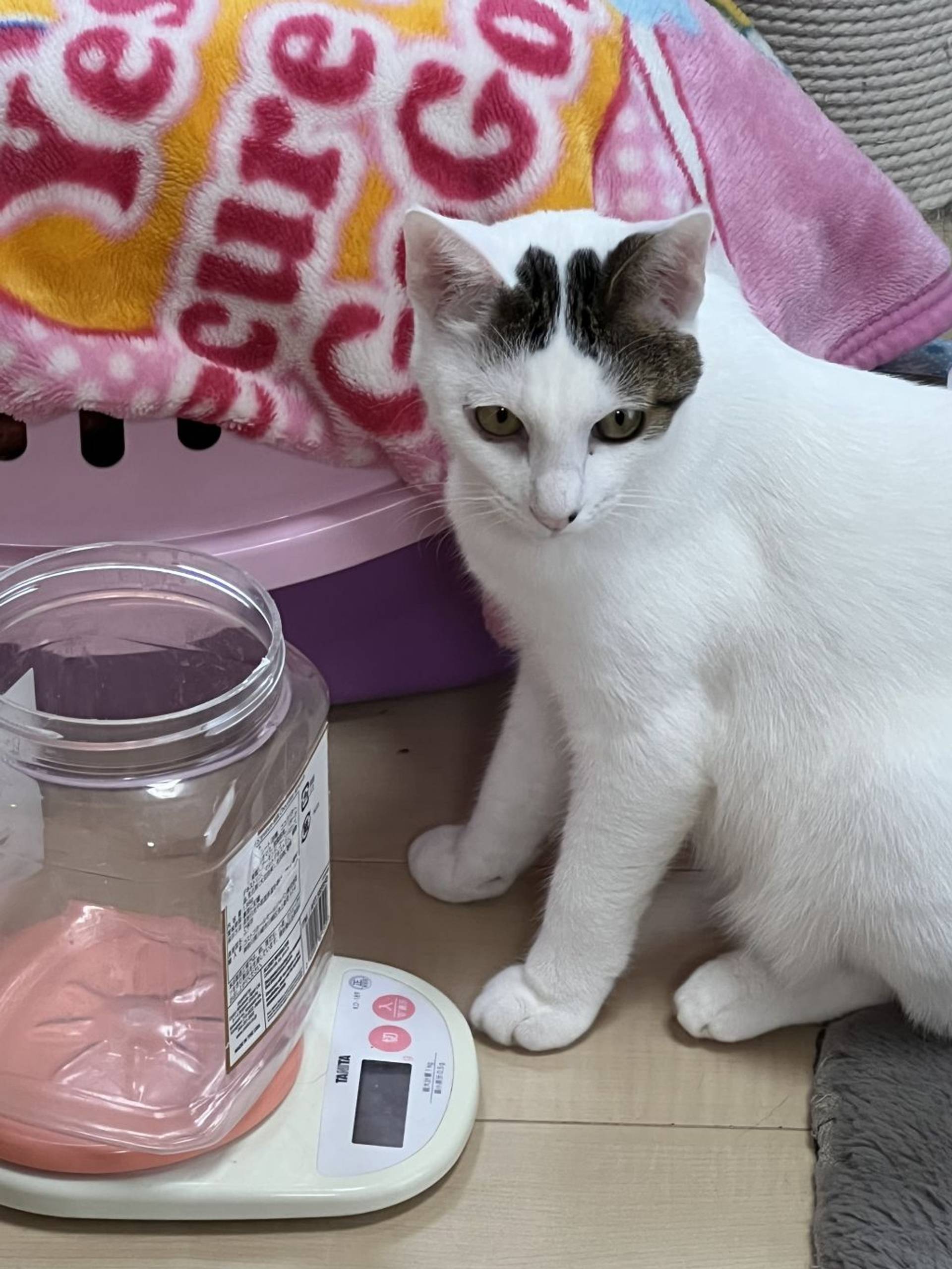 雑種（ミックス猫）・オスの里親募集の写真