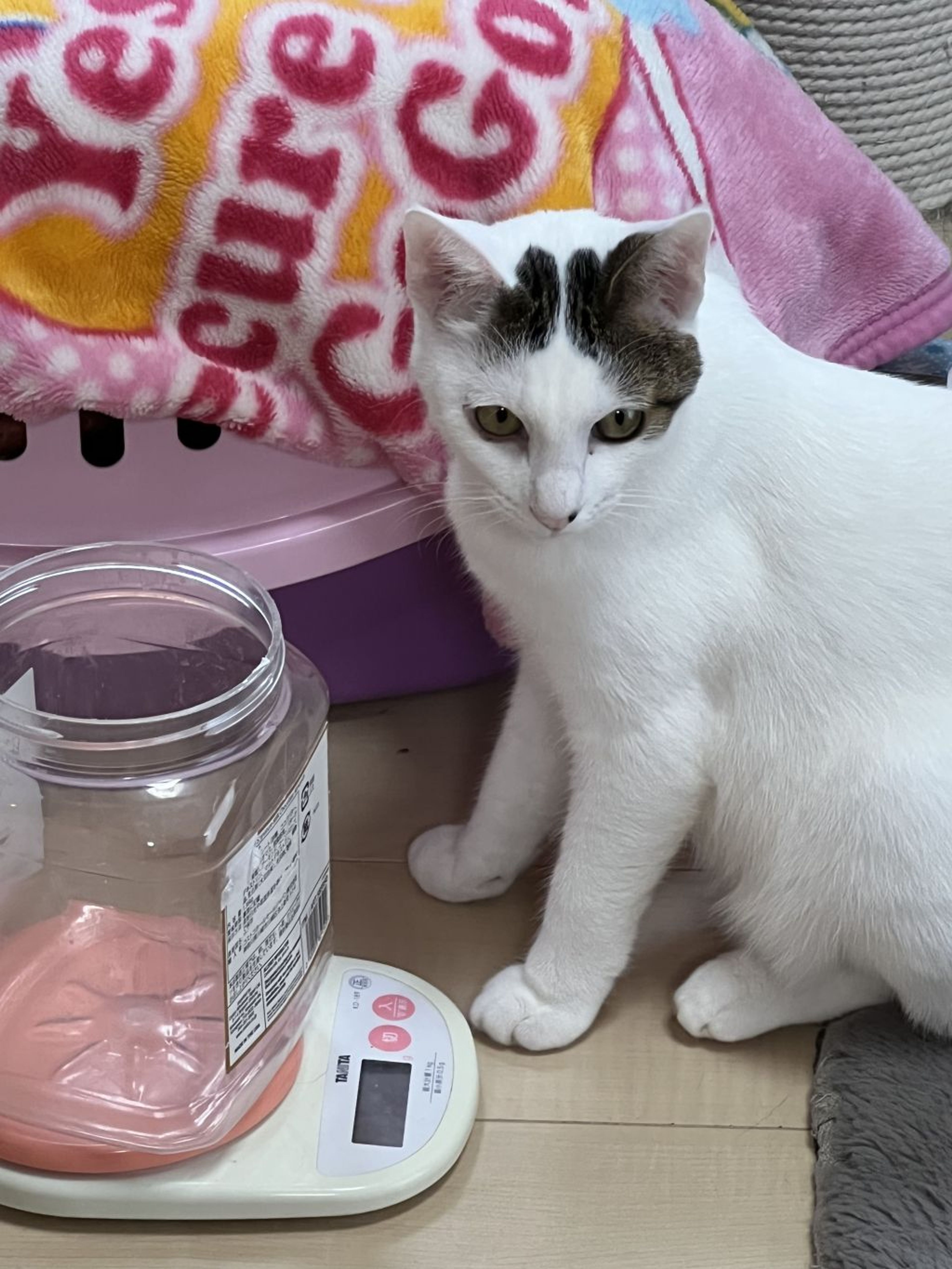 雑種（ミックス猫）・オスの里親募集の写真