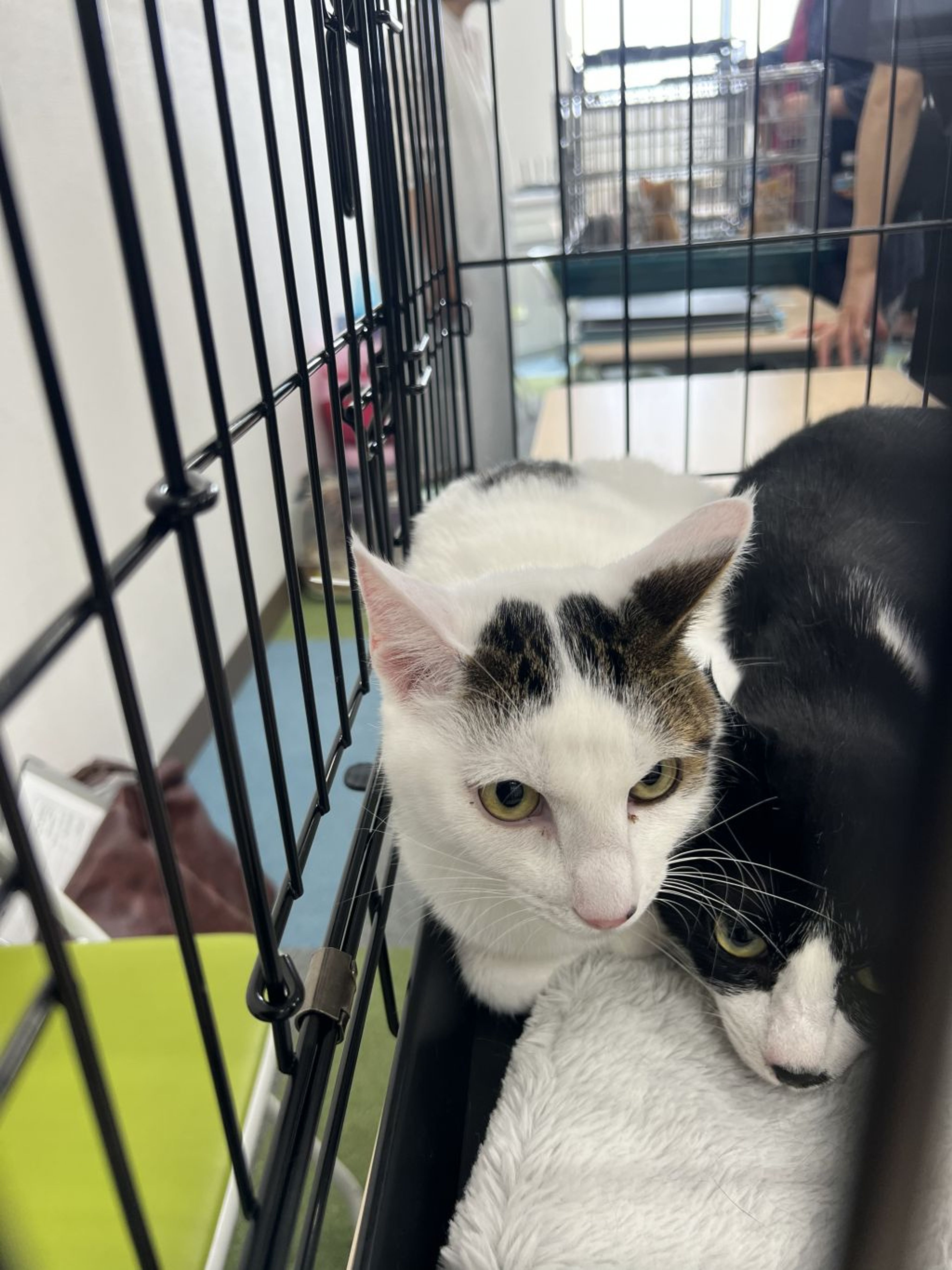 pet-image-2