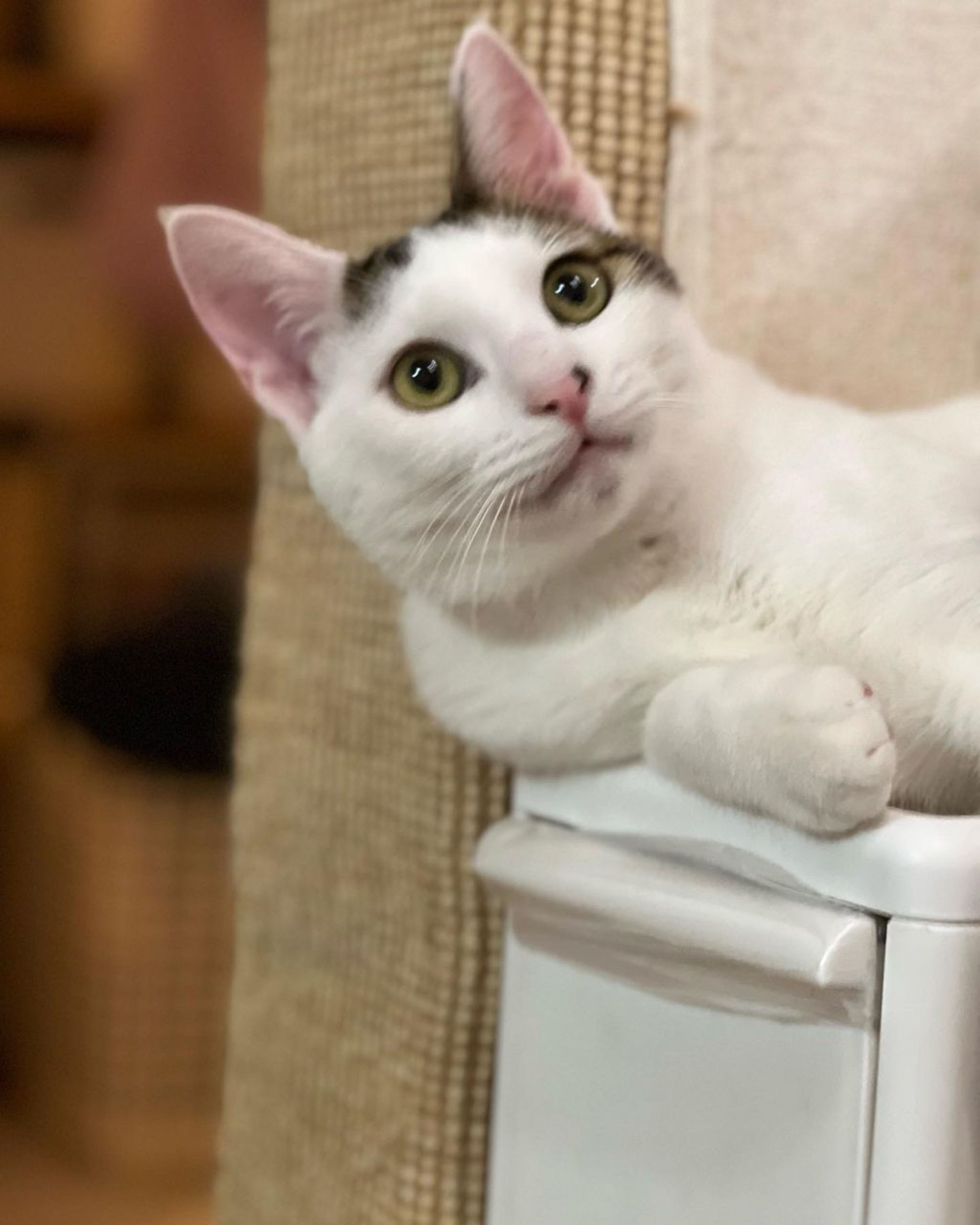pet-image-3