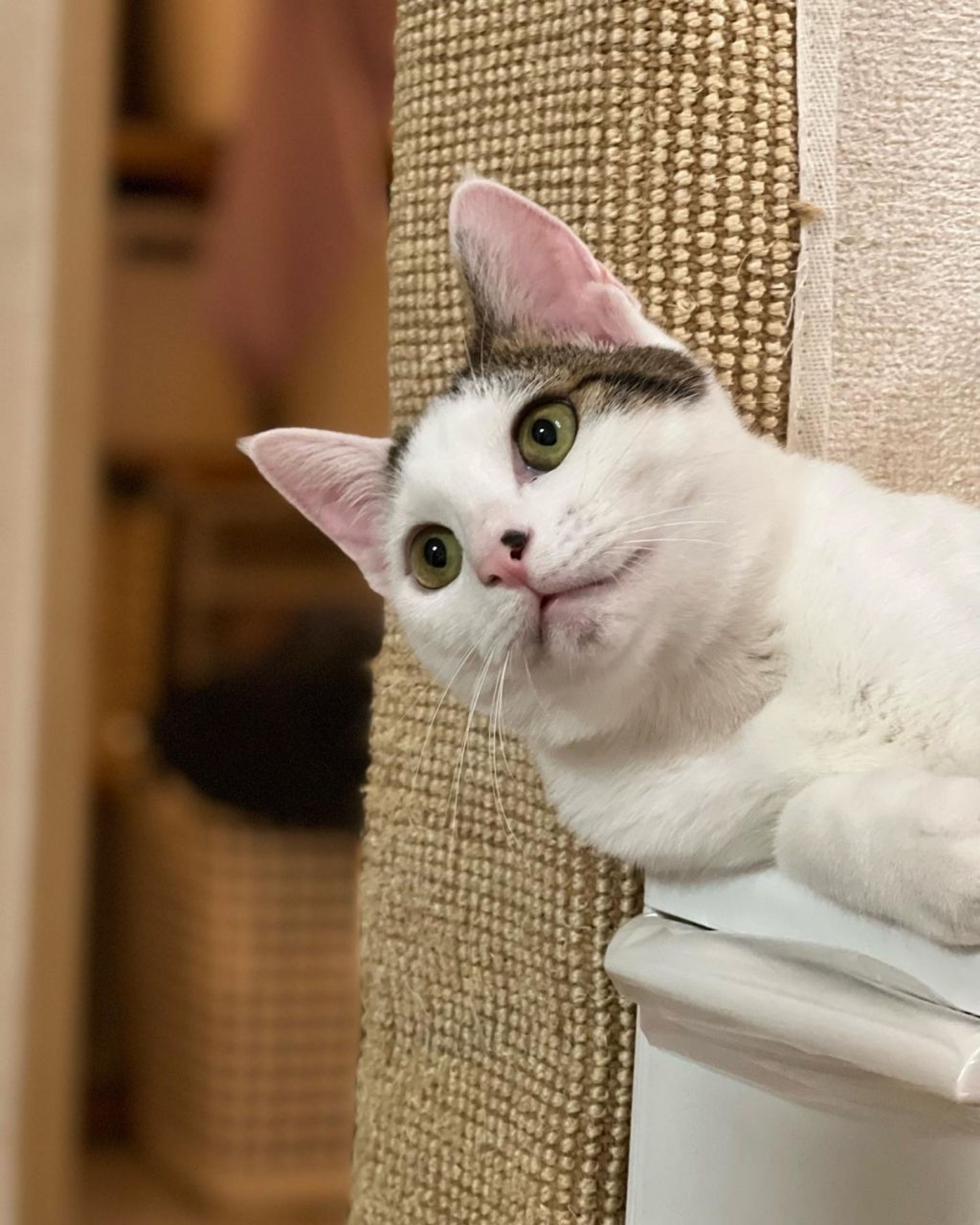 pet-image-4