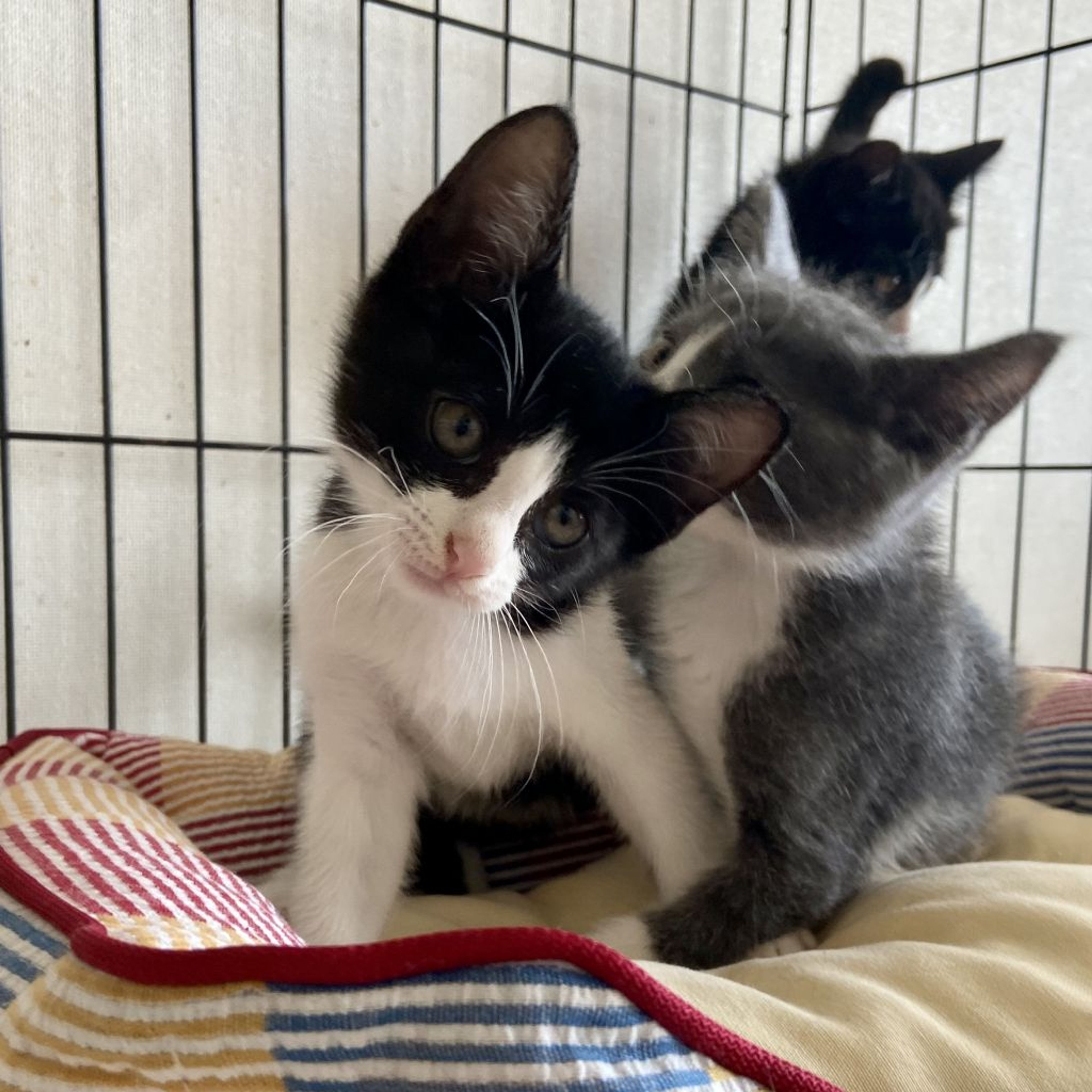 pet-image-4