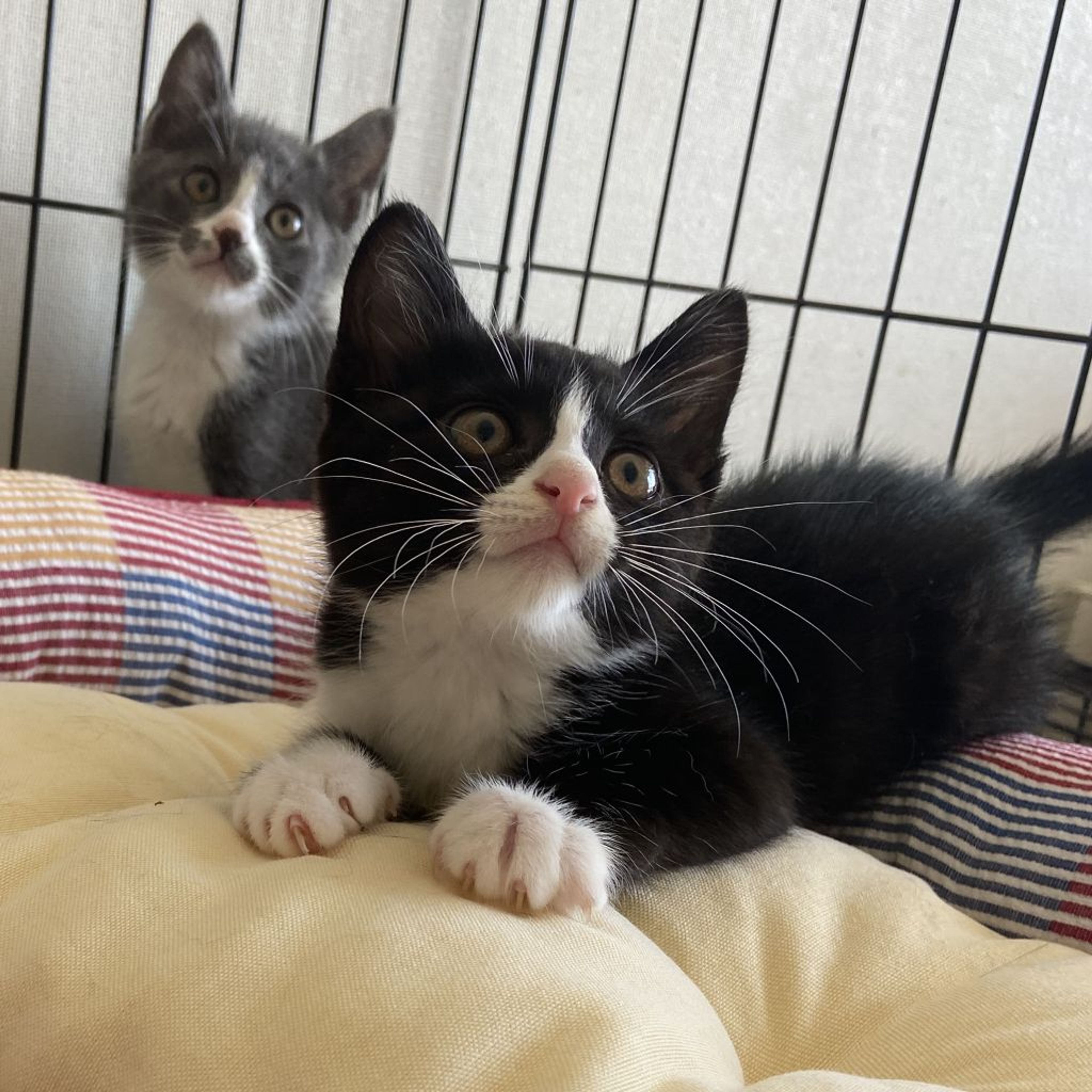 pet-image-9