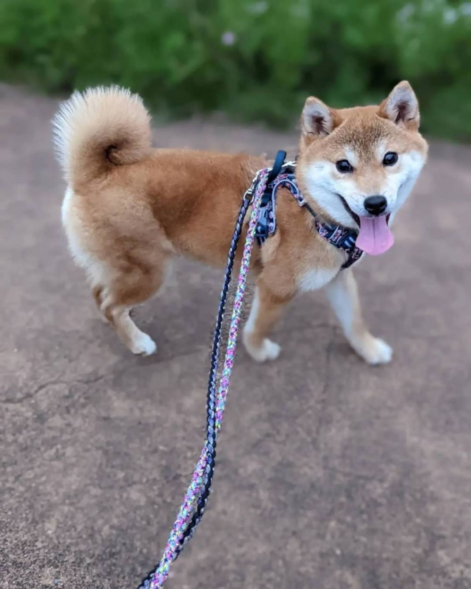 柴犬・メスの里親募集の写真