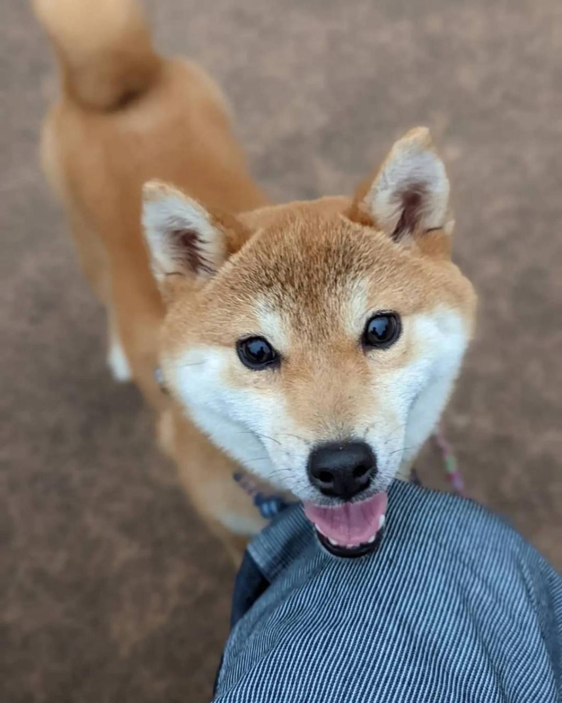 pet-image-2