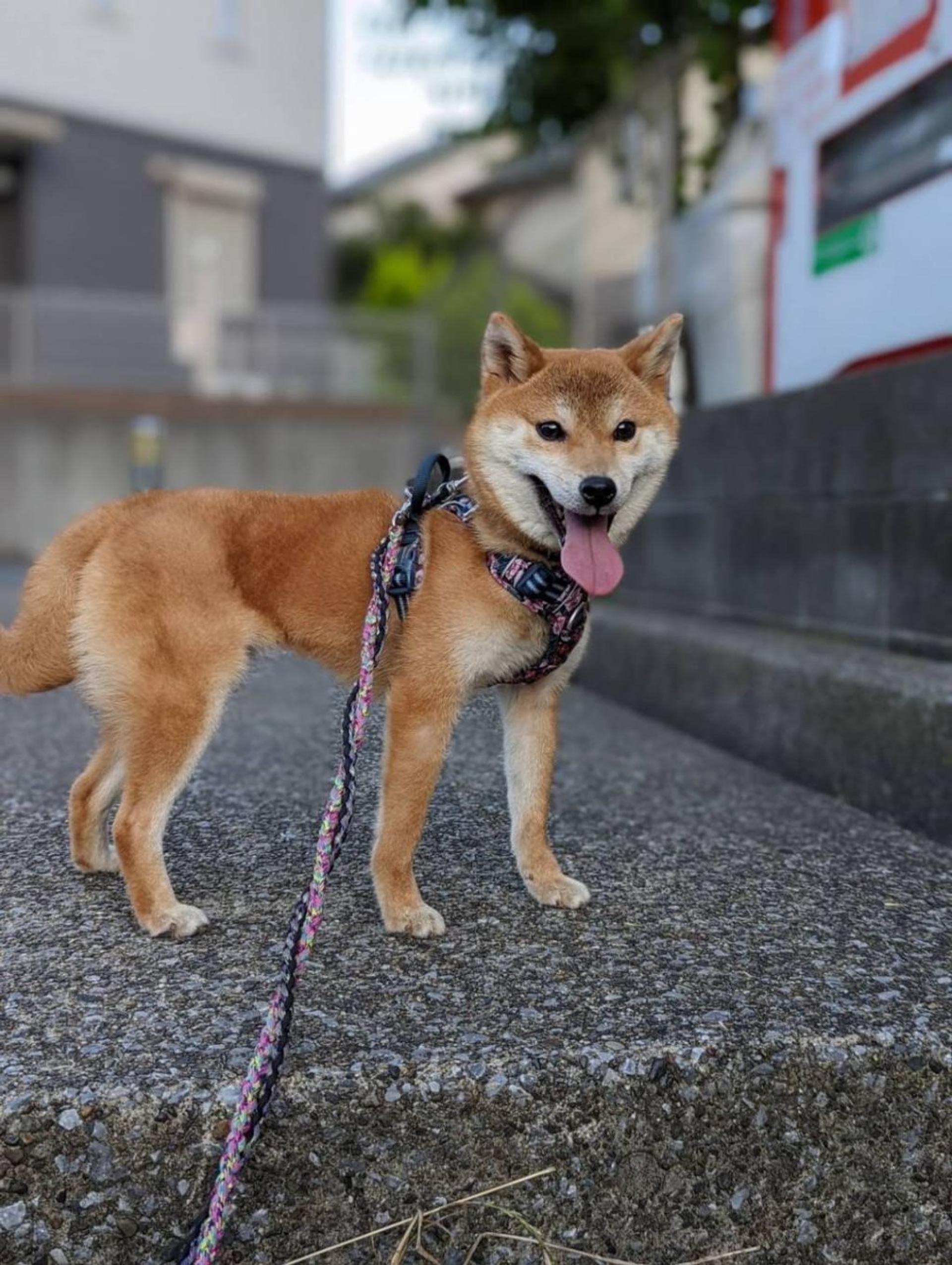 pet-image-4