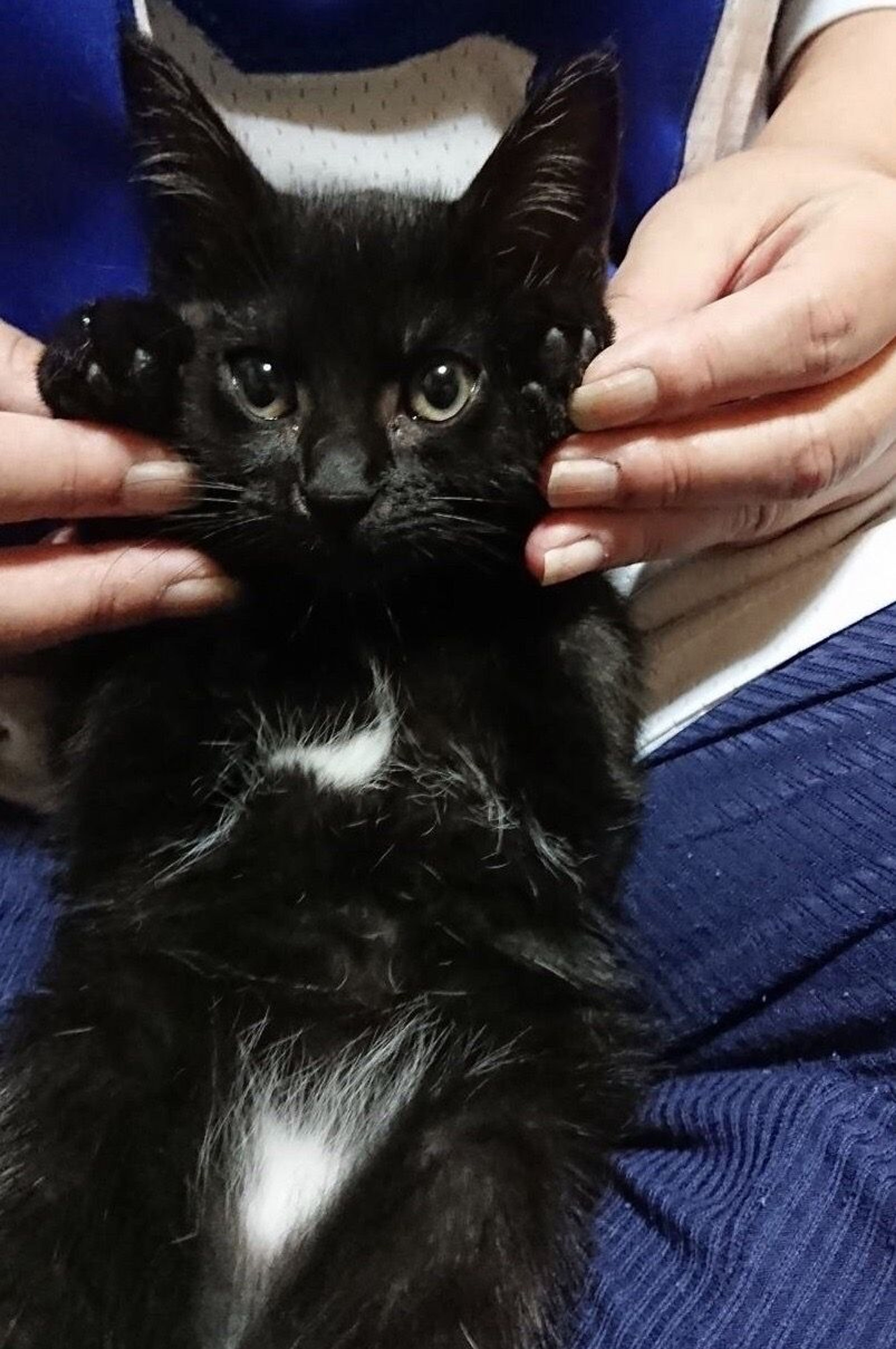 遊び抱っこ人馴れOK美人さん | 雑種（ミックス猫） | えどねこ