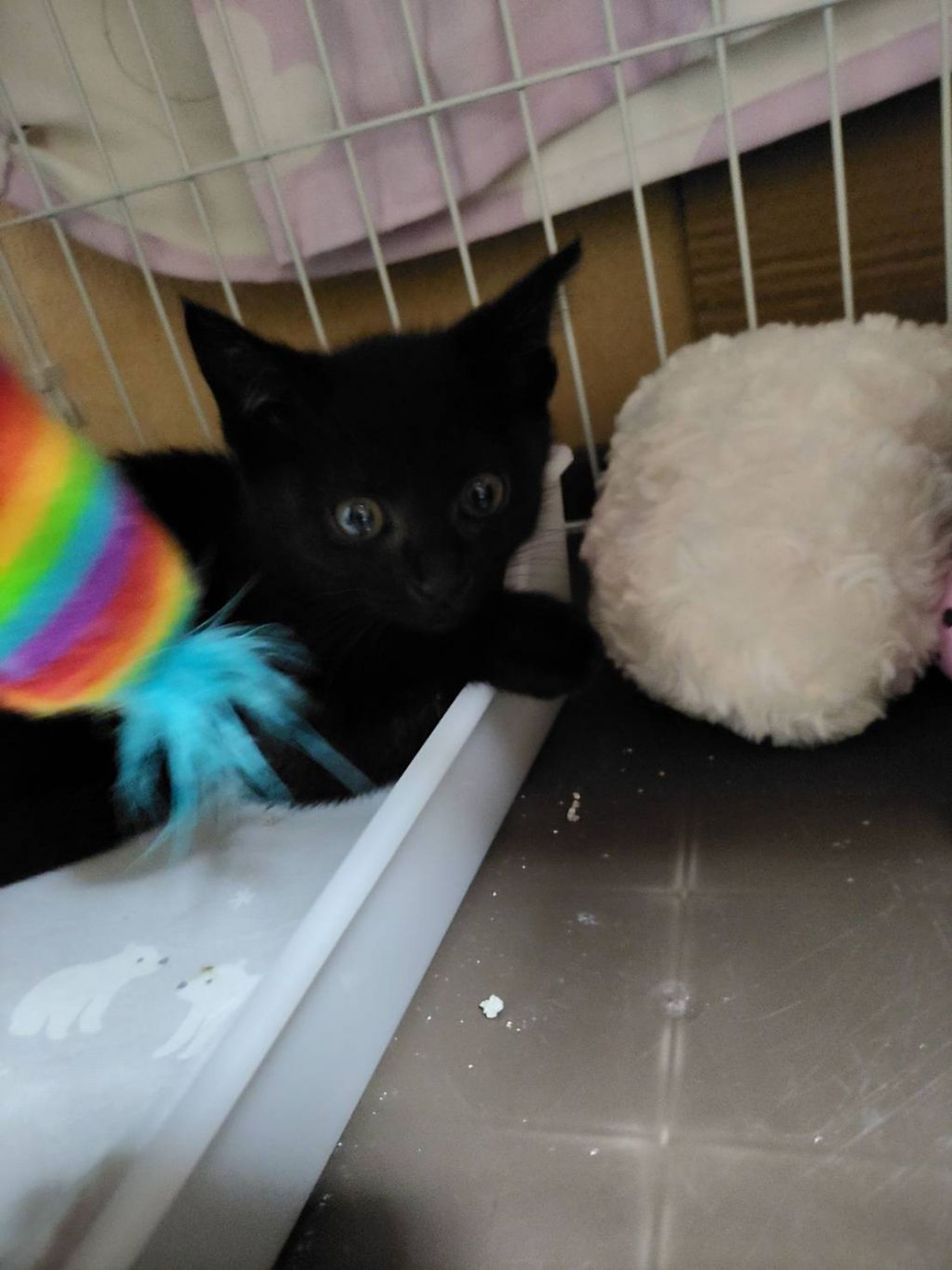 pet-image-2