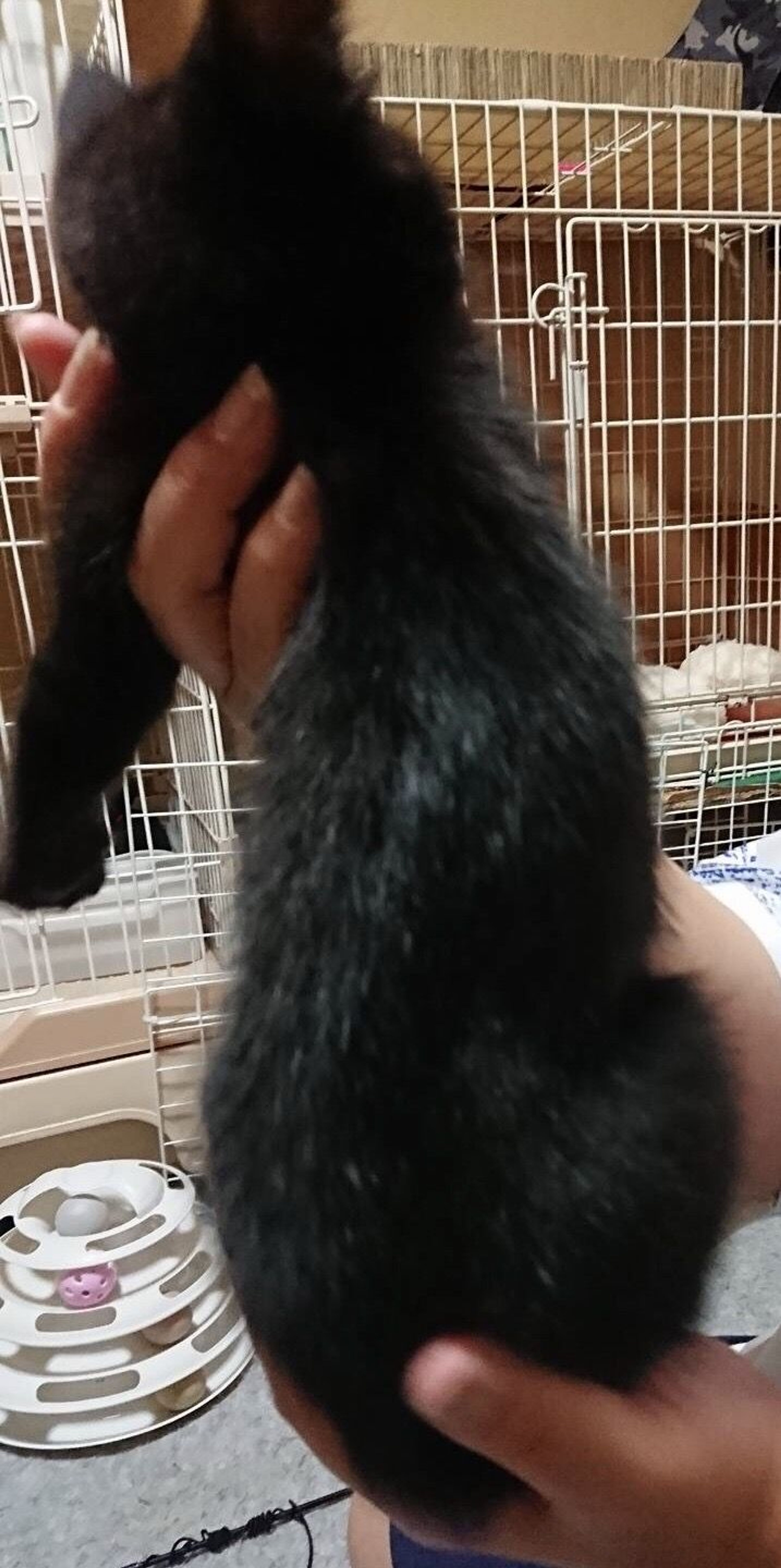 pet-image-3