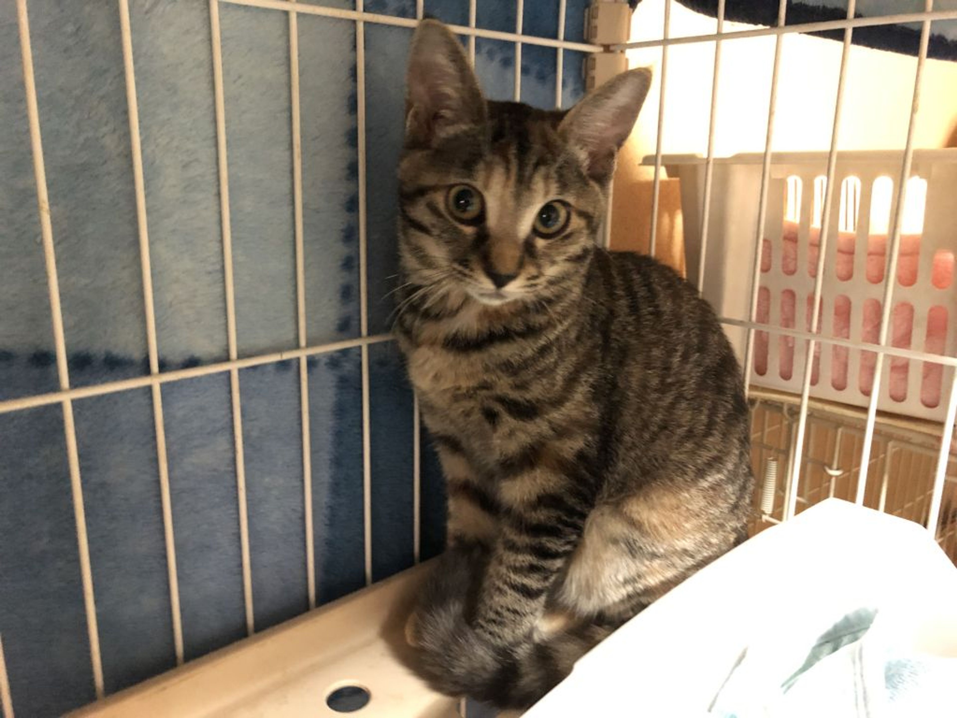 pet-image-3