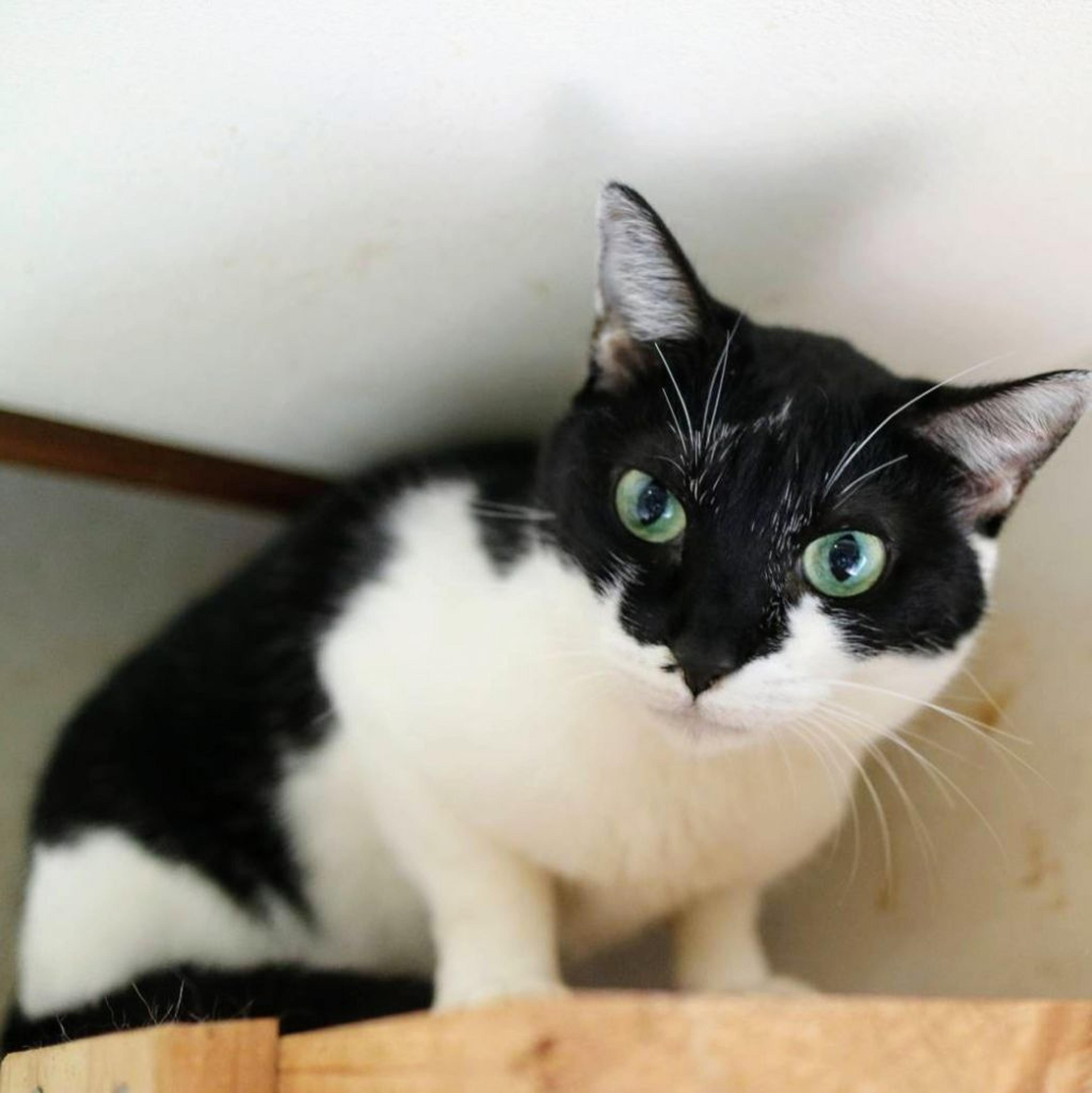 pet-image-2