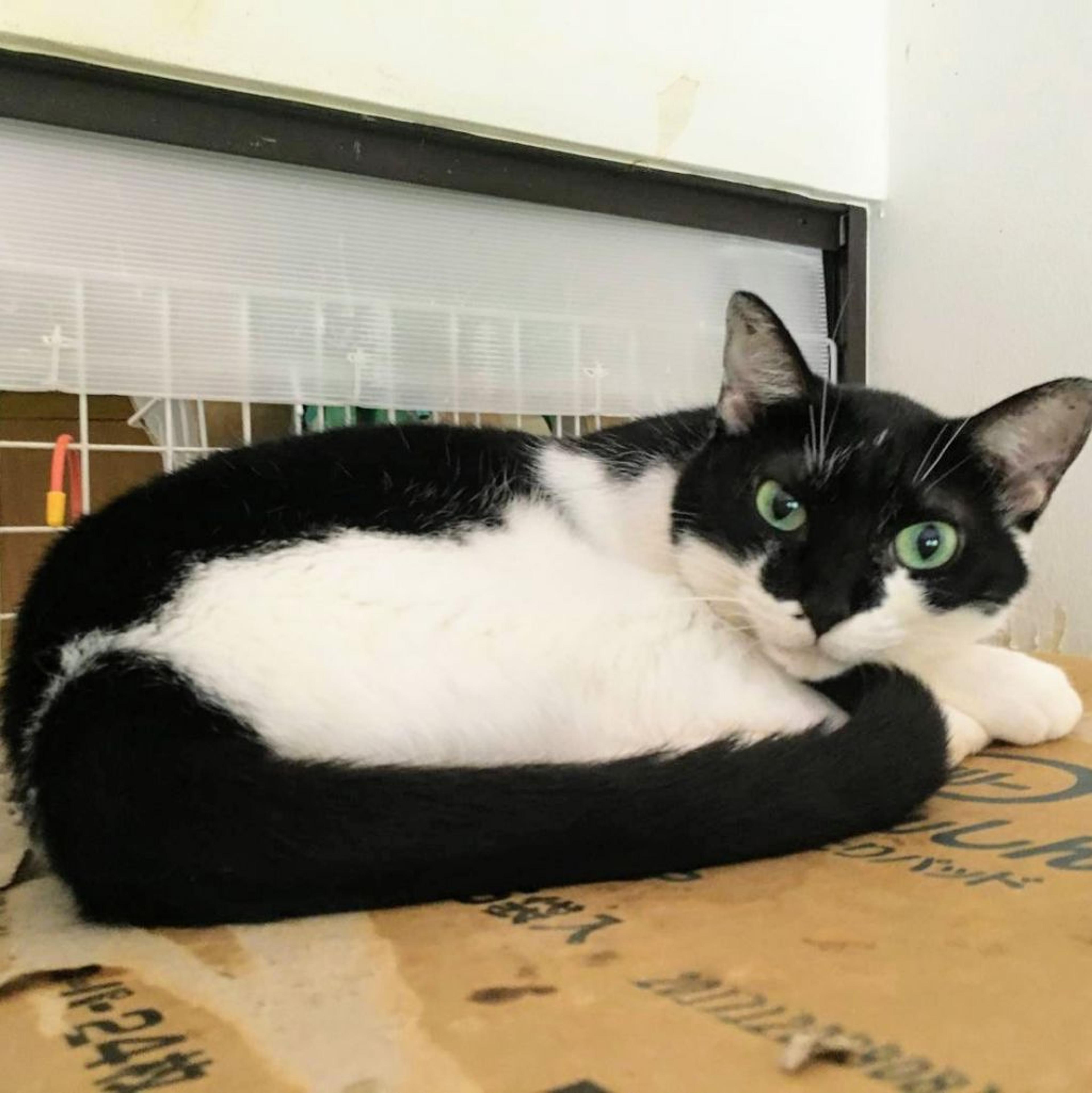 pet-image-3