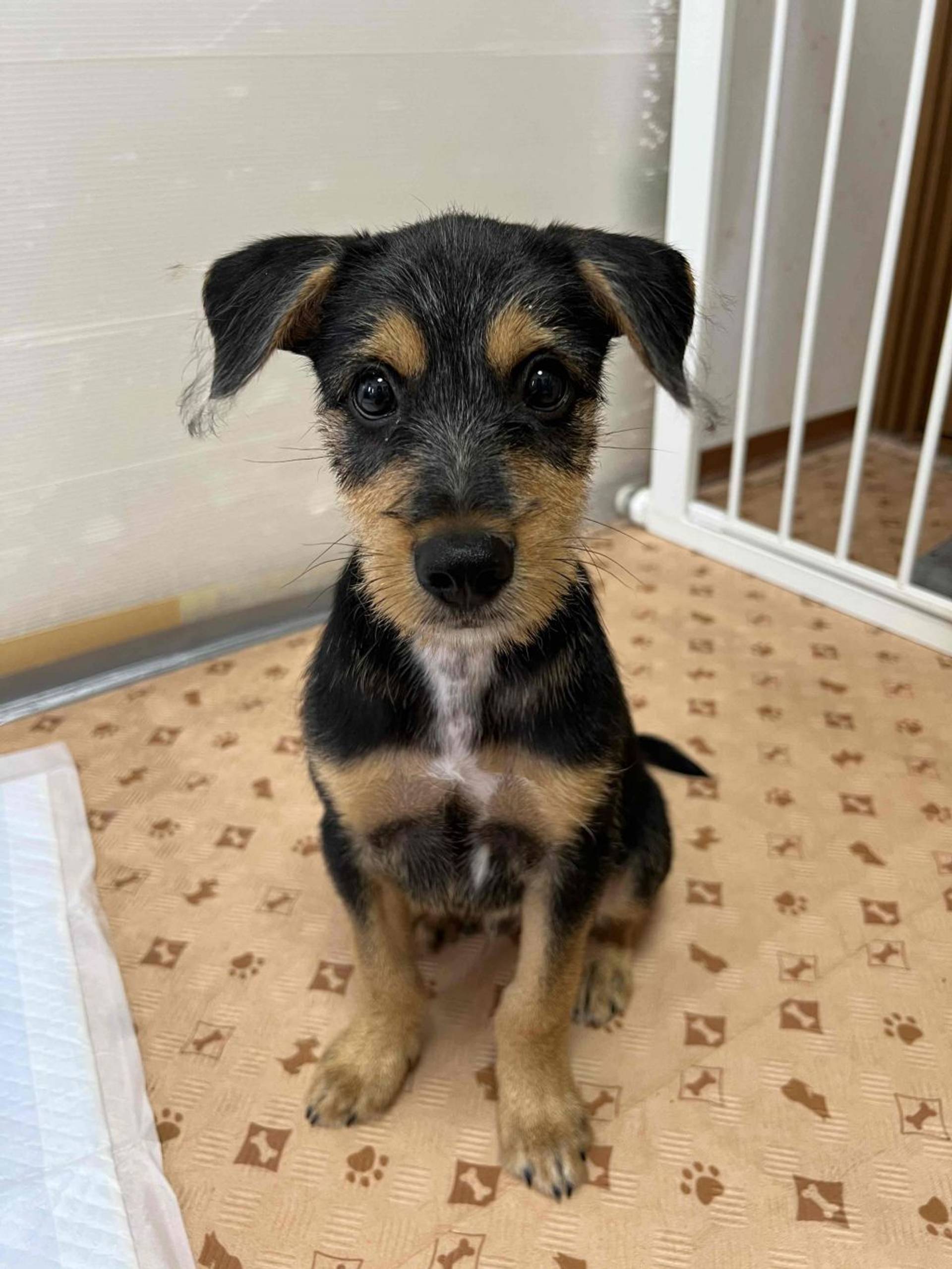 雑種（ミックス犬）・オスの里親募集の写真