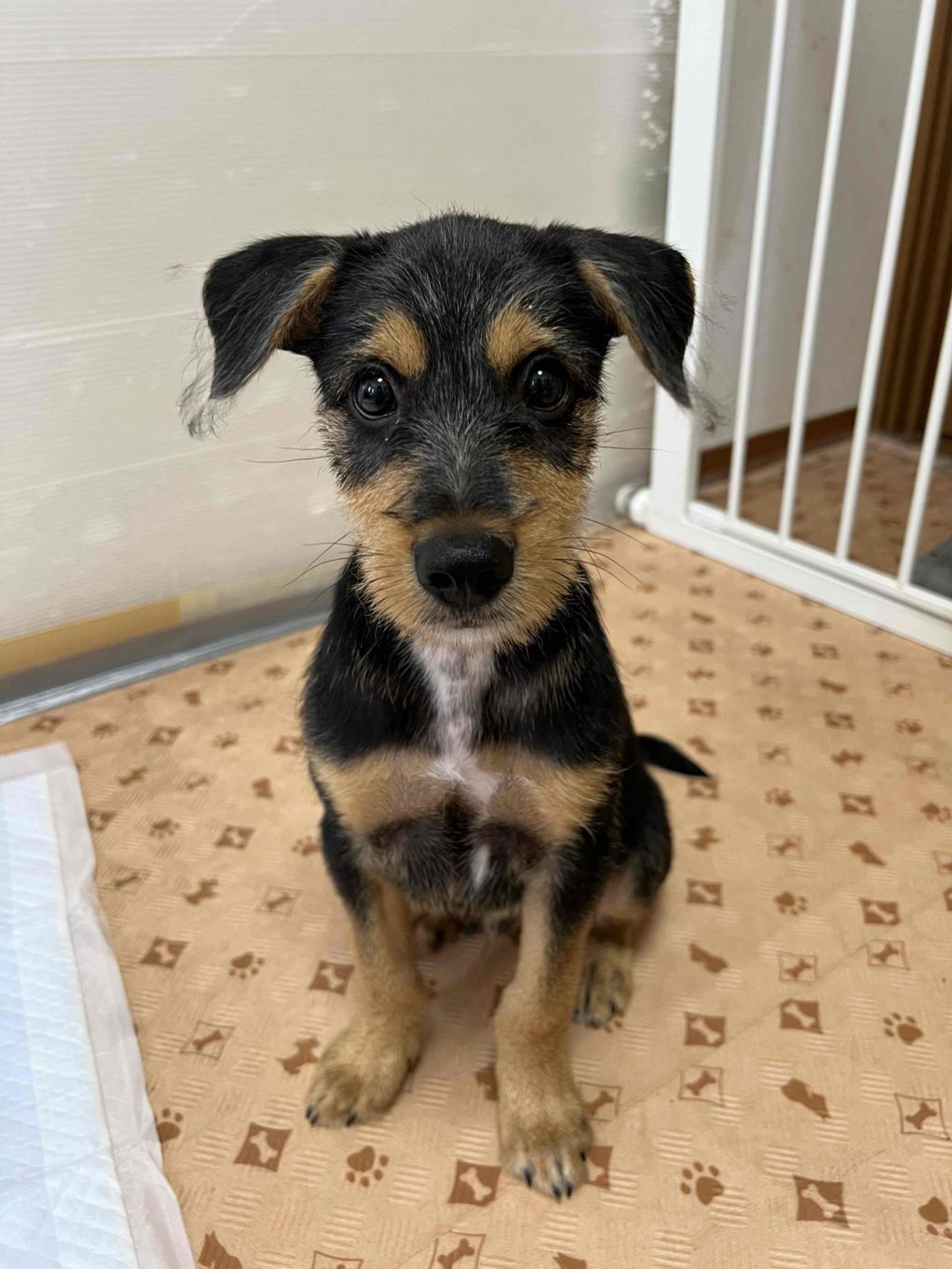 雑種（ミックス犬）・オスの里親募集の写真