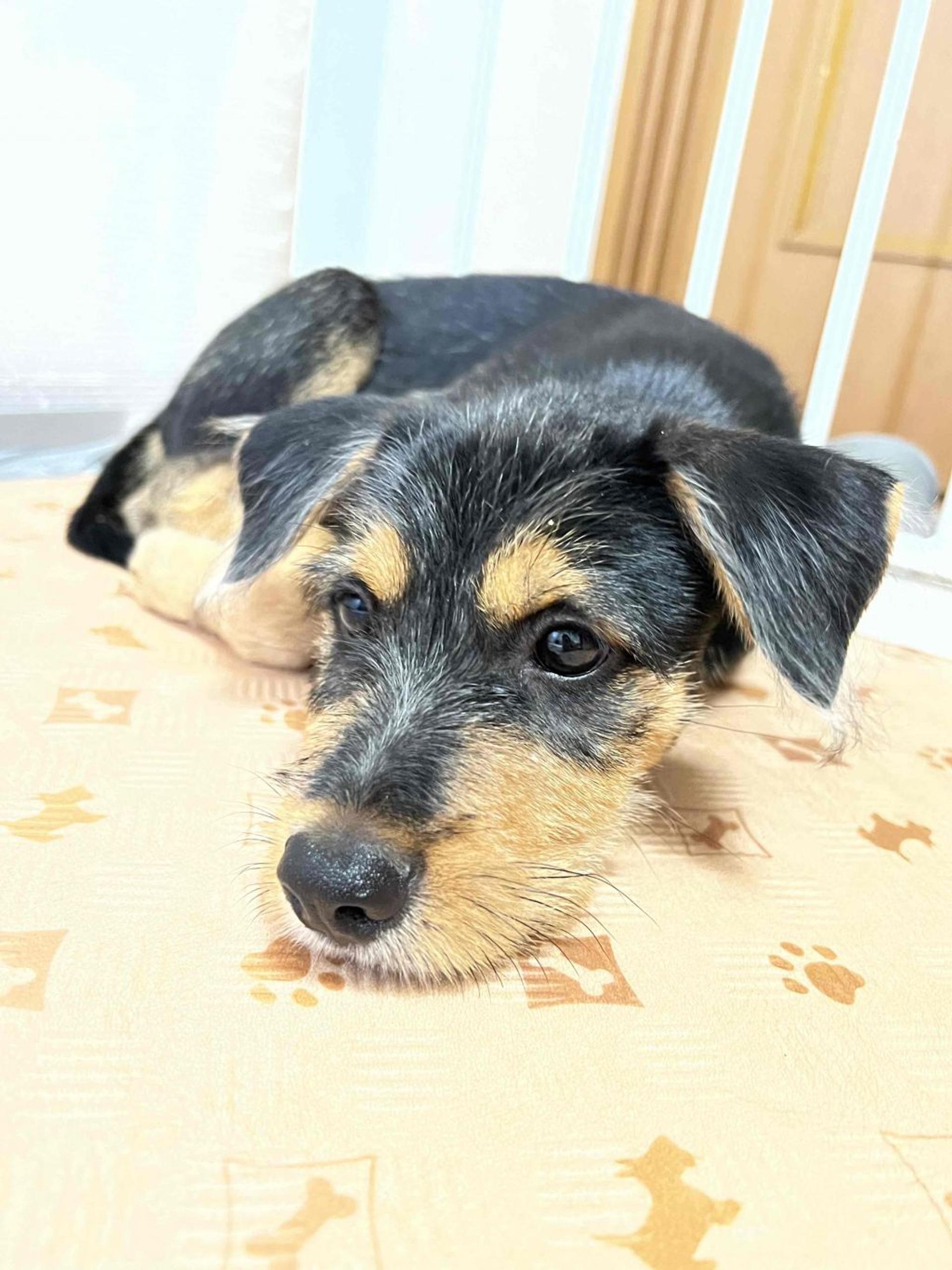 pet-image-5