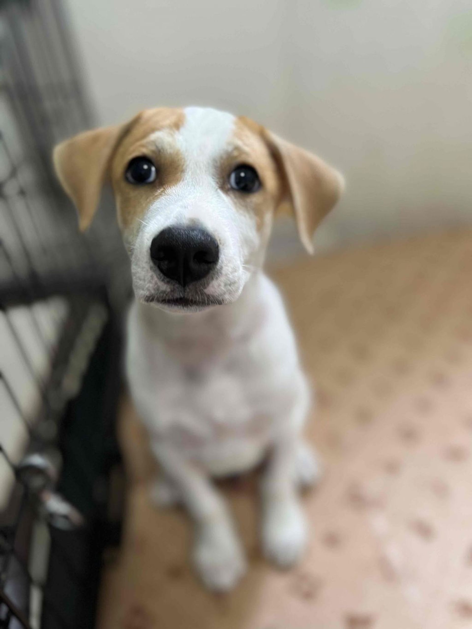 雑種（ミックス犬）・オスの里親募集の写真