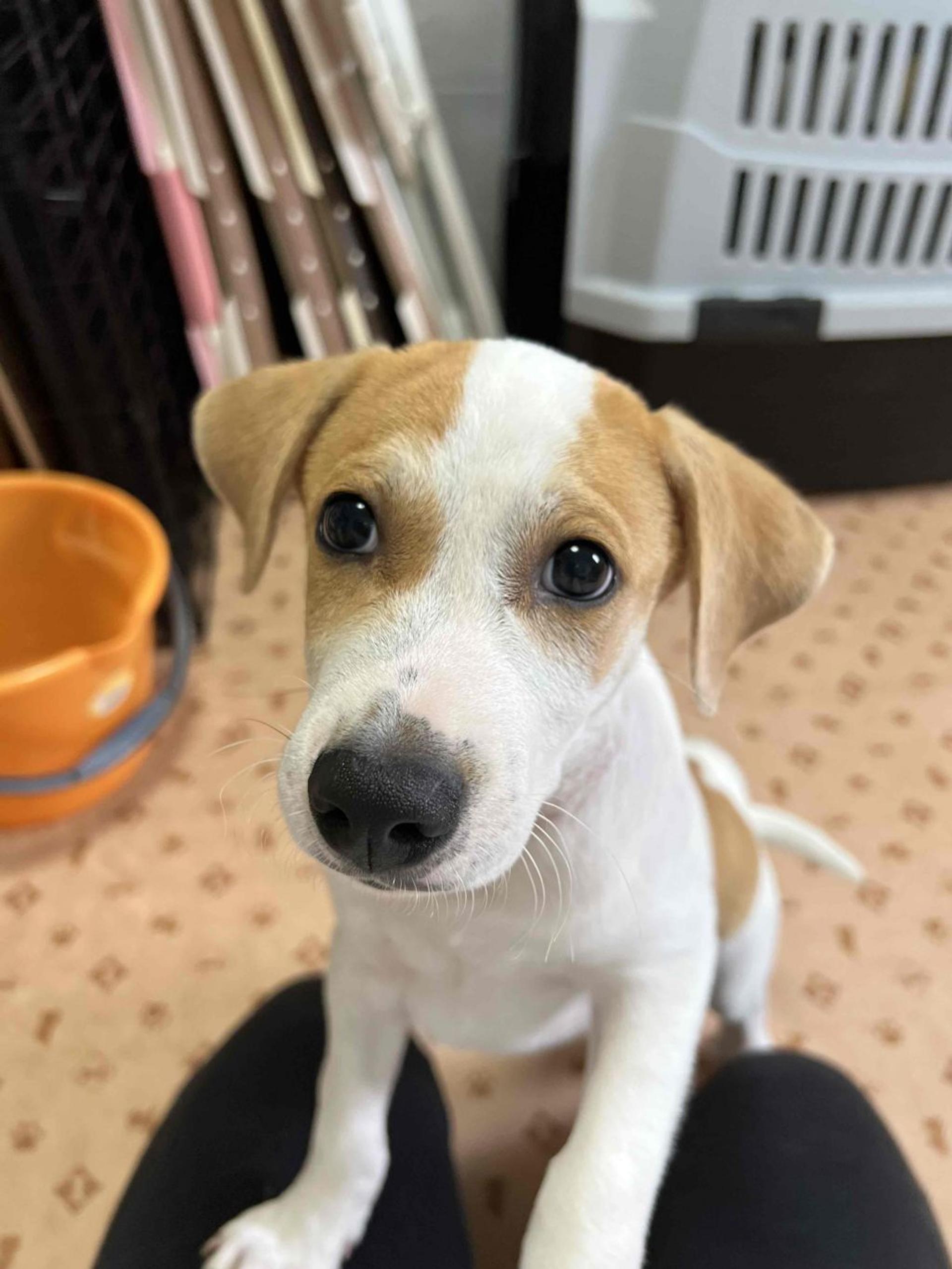 pet-image-2