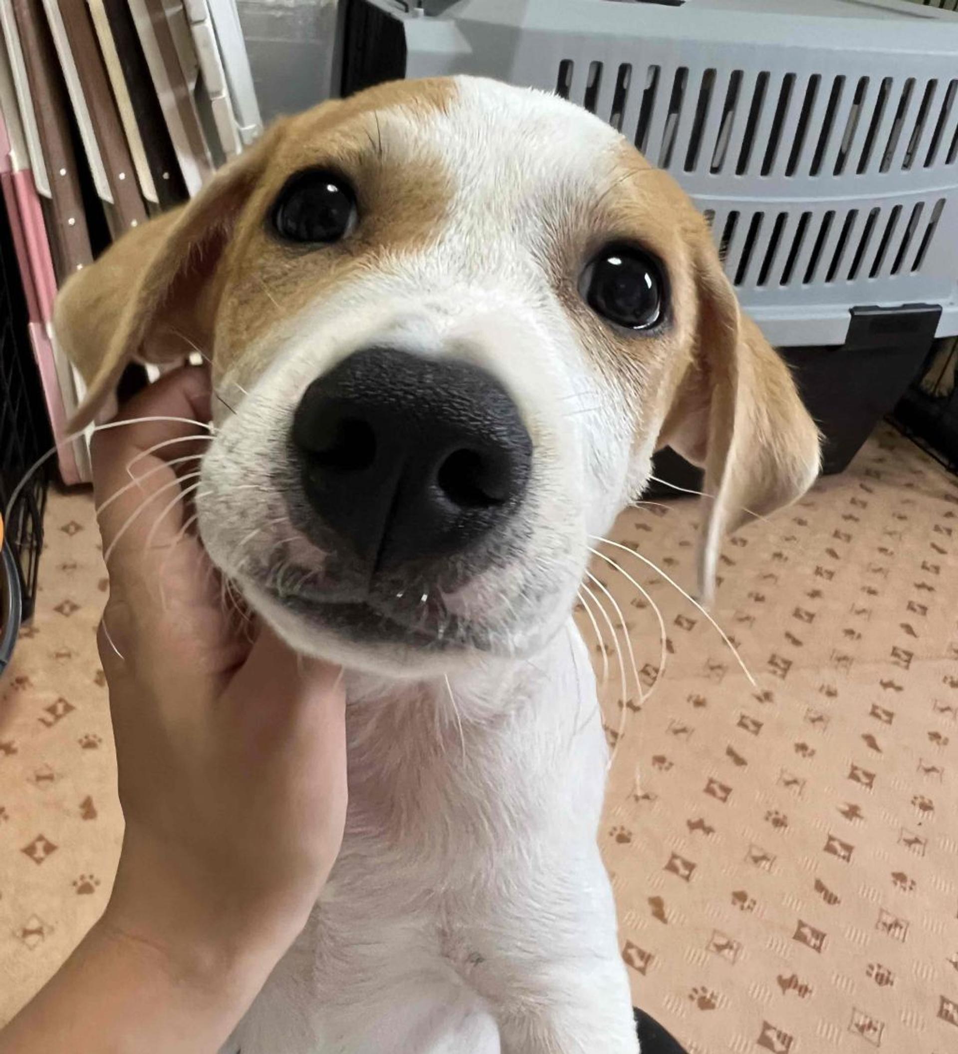 pet-image-3