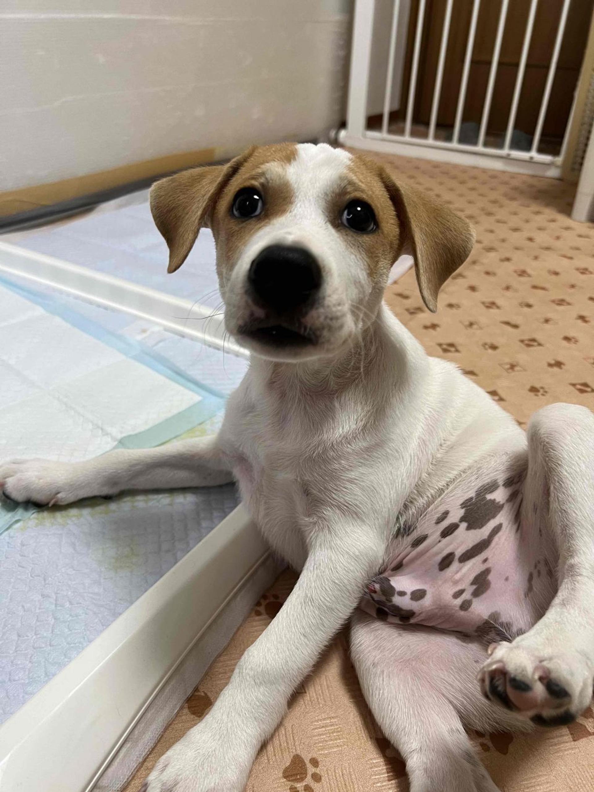 pet-image-4