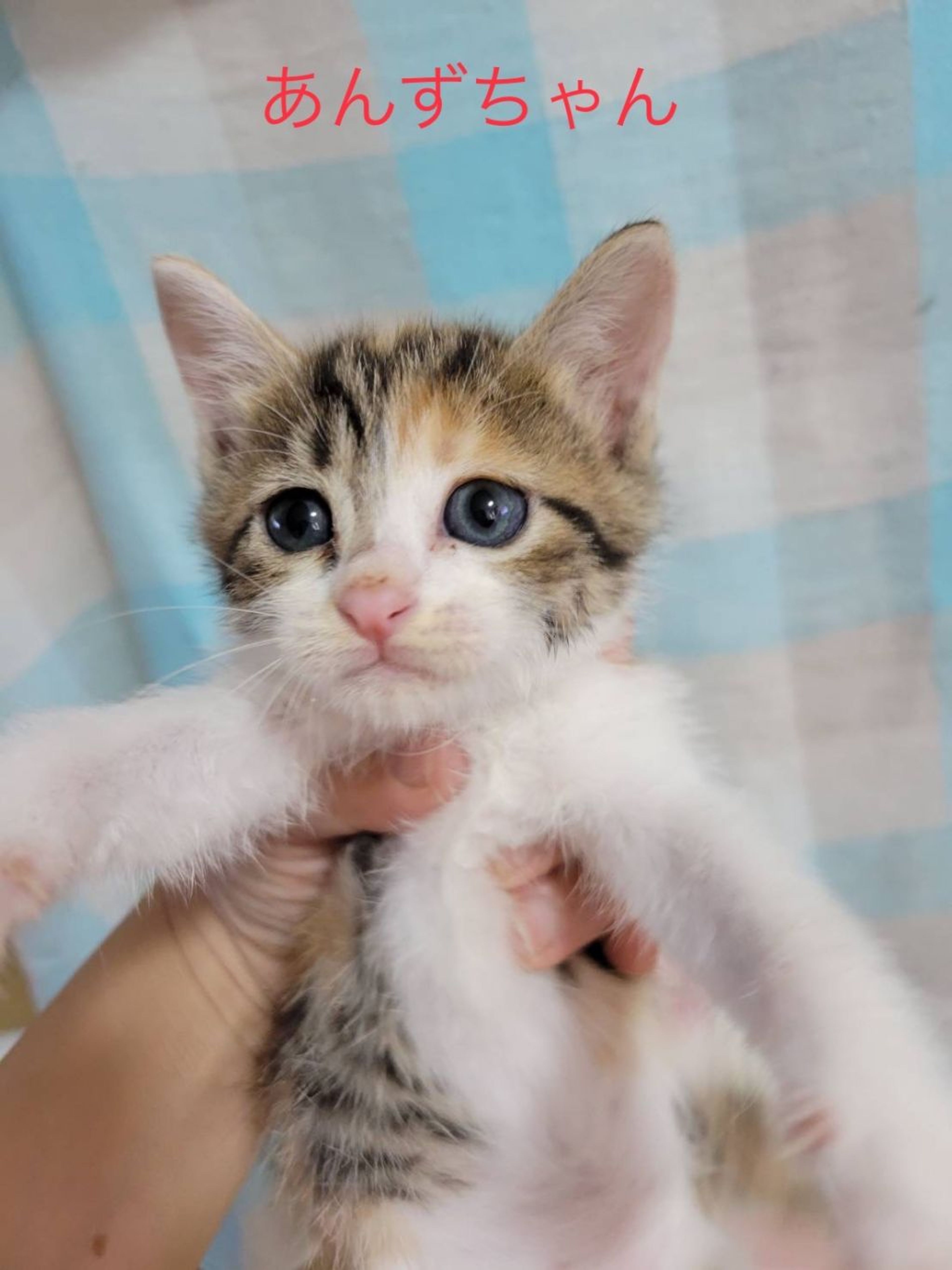 雑種（ミックス猫）・メスの里親募集の写真