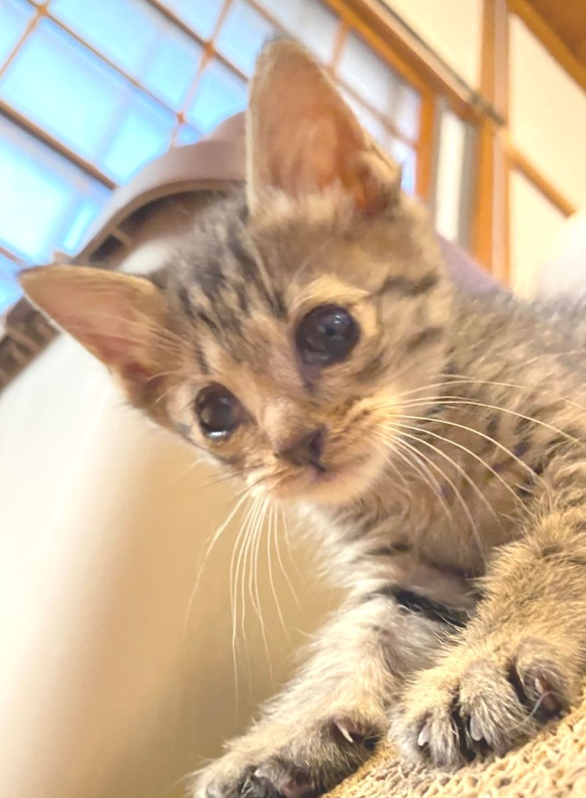 雑種（ミックス猫）・メスの里親募集の写真