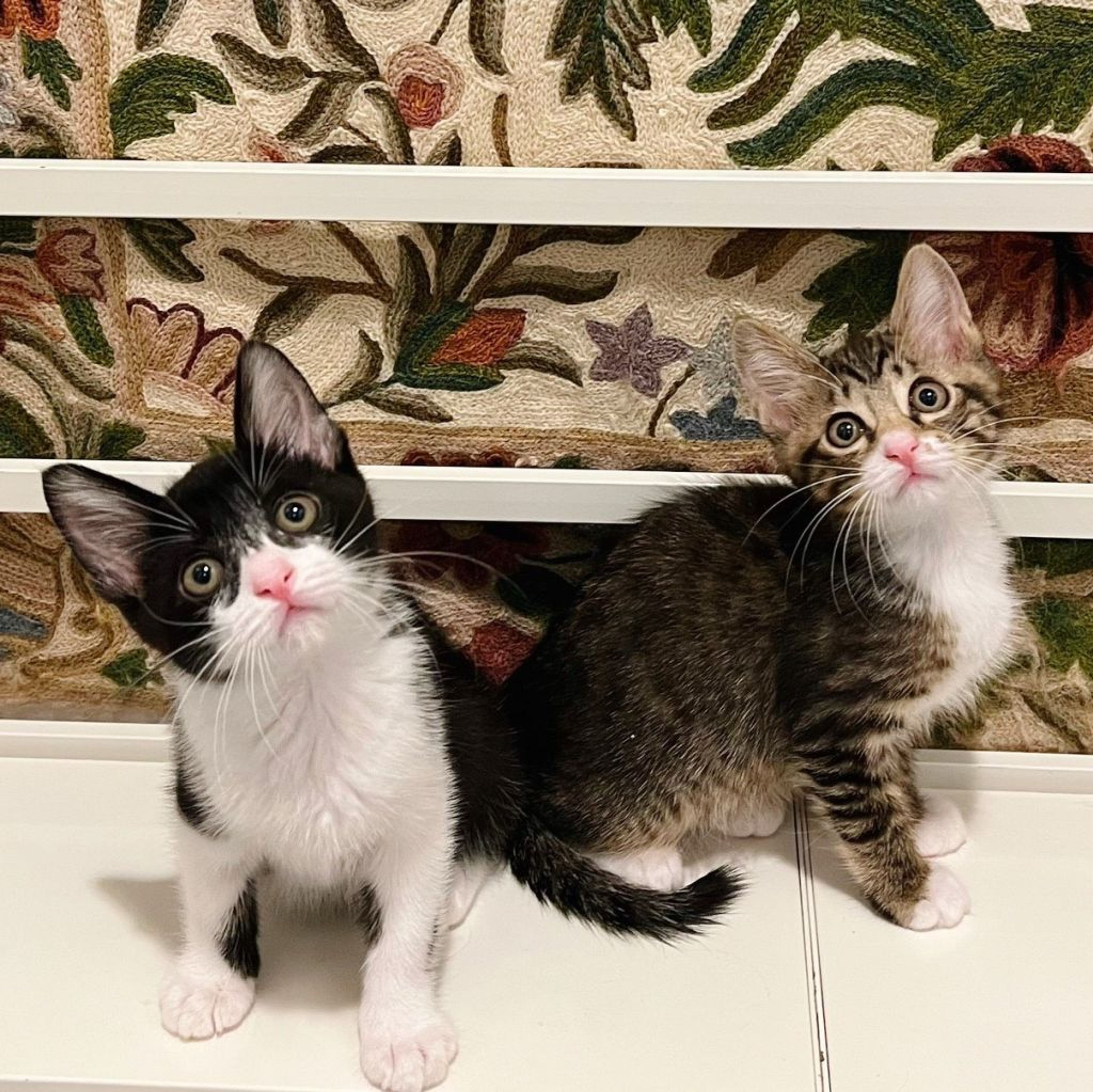 雑種（ミックス猫）・メスの里親募集の写真