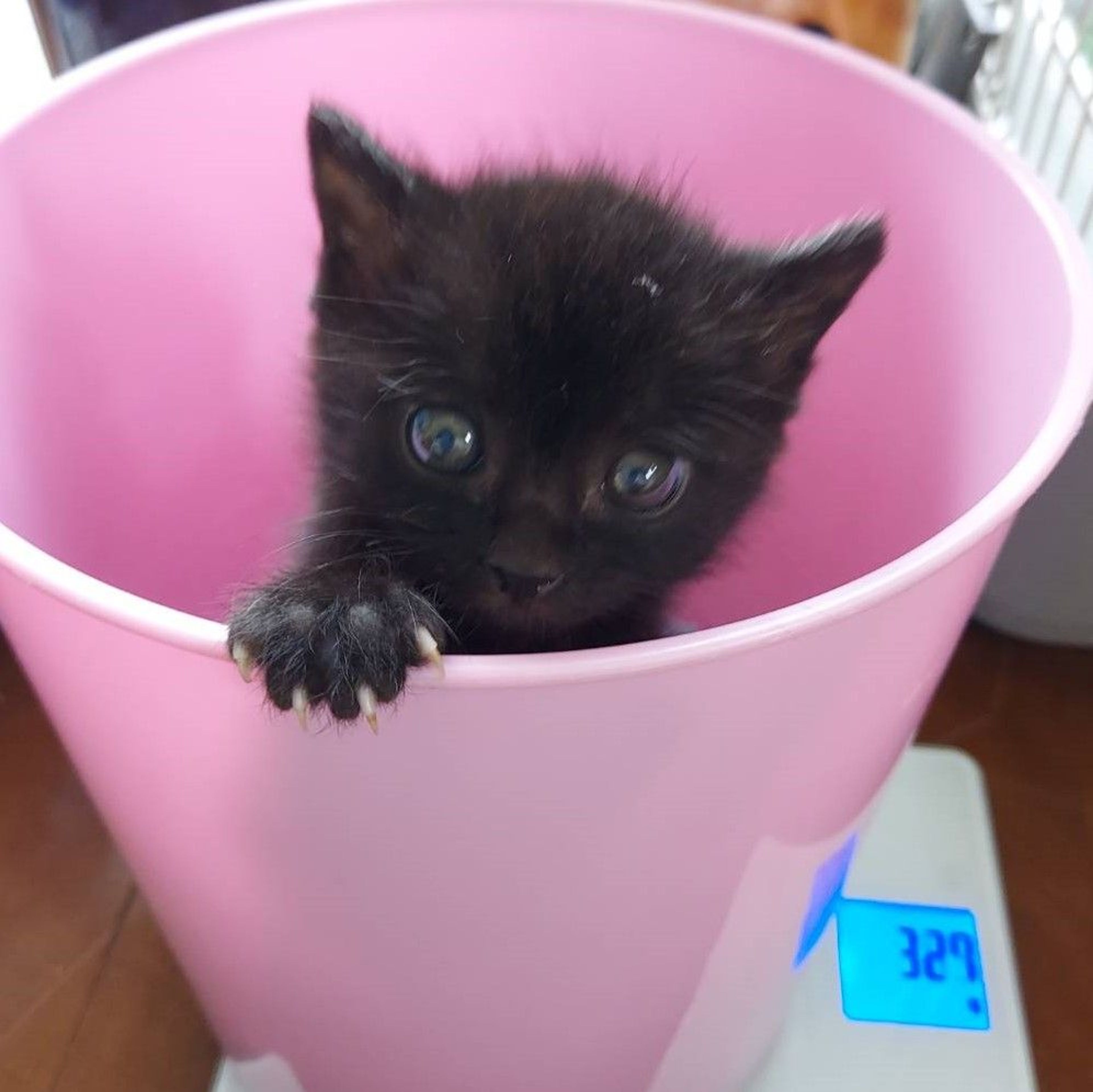pet-image-4