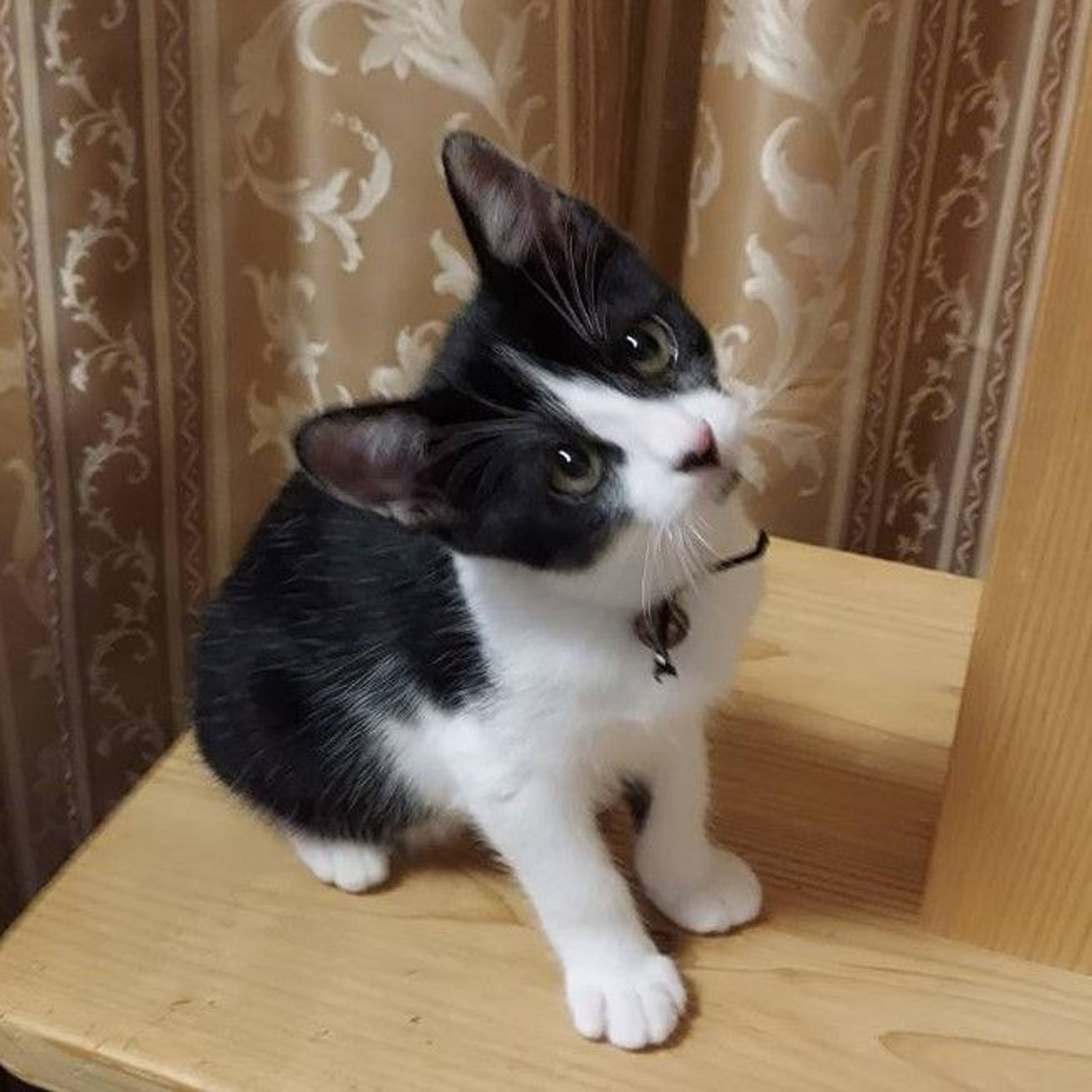 雑種（ミックス猫）・メスの里親募集の写真