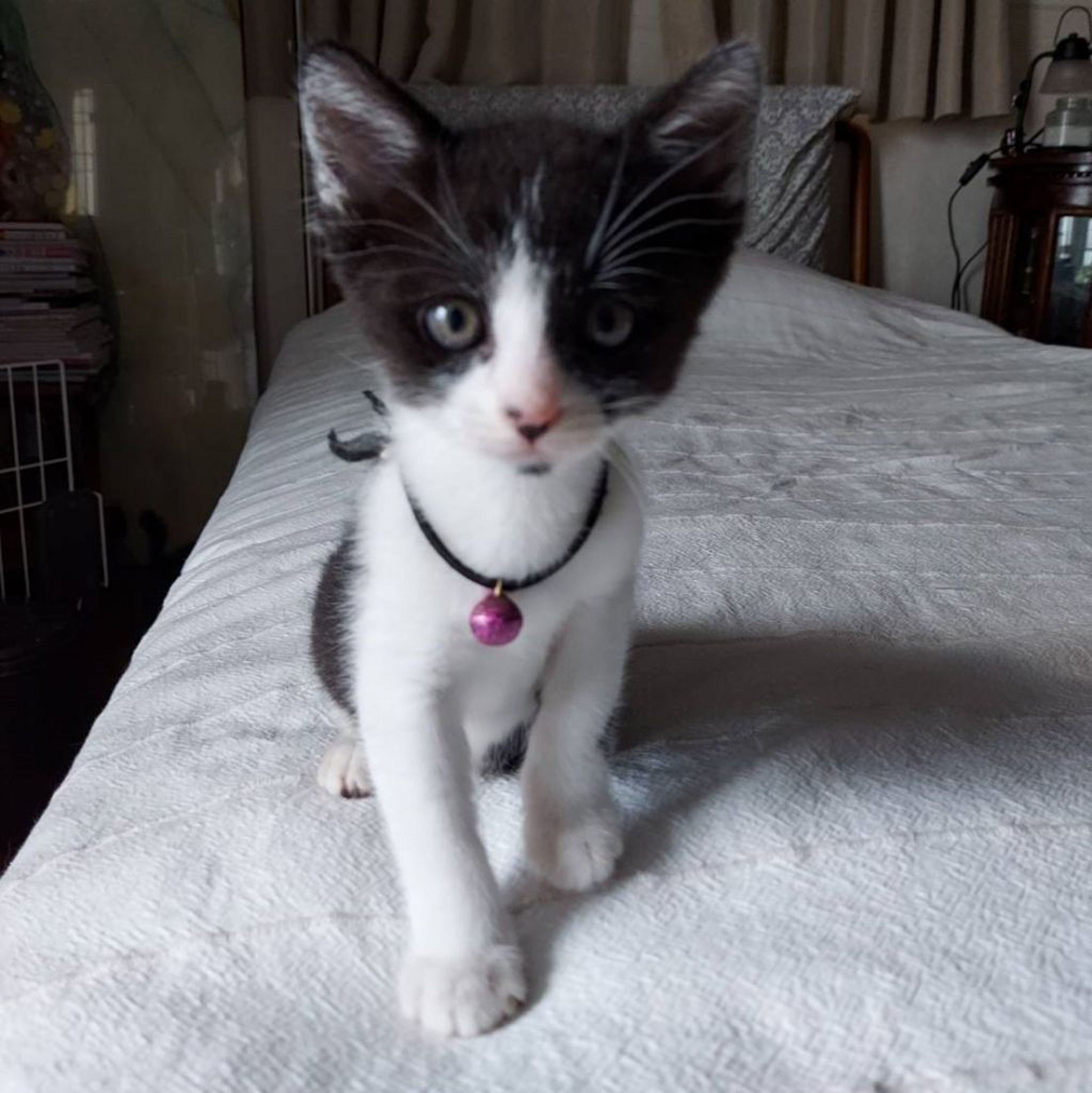 pet-image-3
