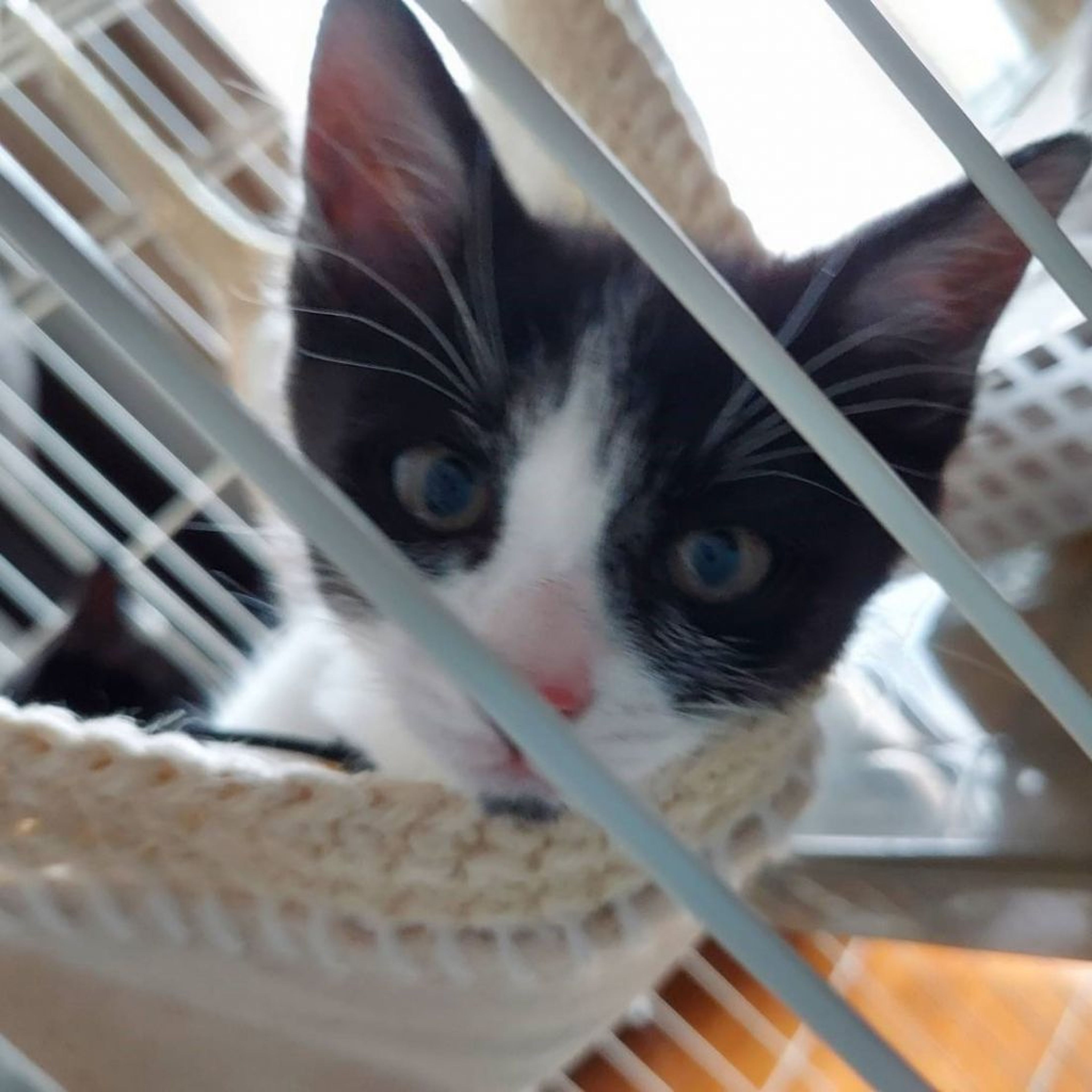 pet-image-5