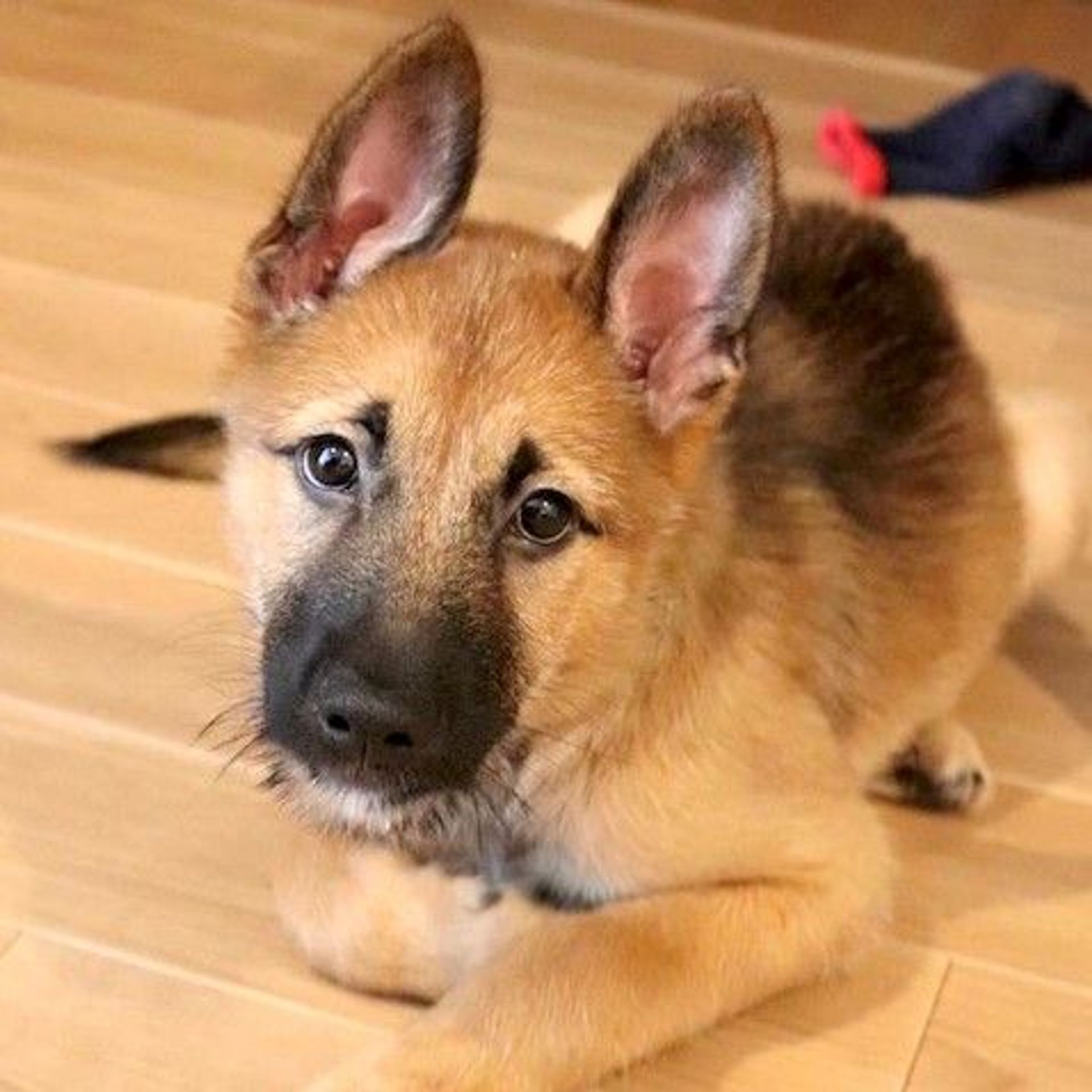 雑種（ミックス犬）・オスの里親募集の写真