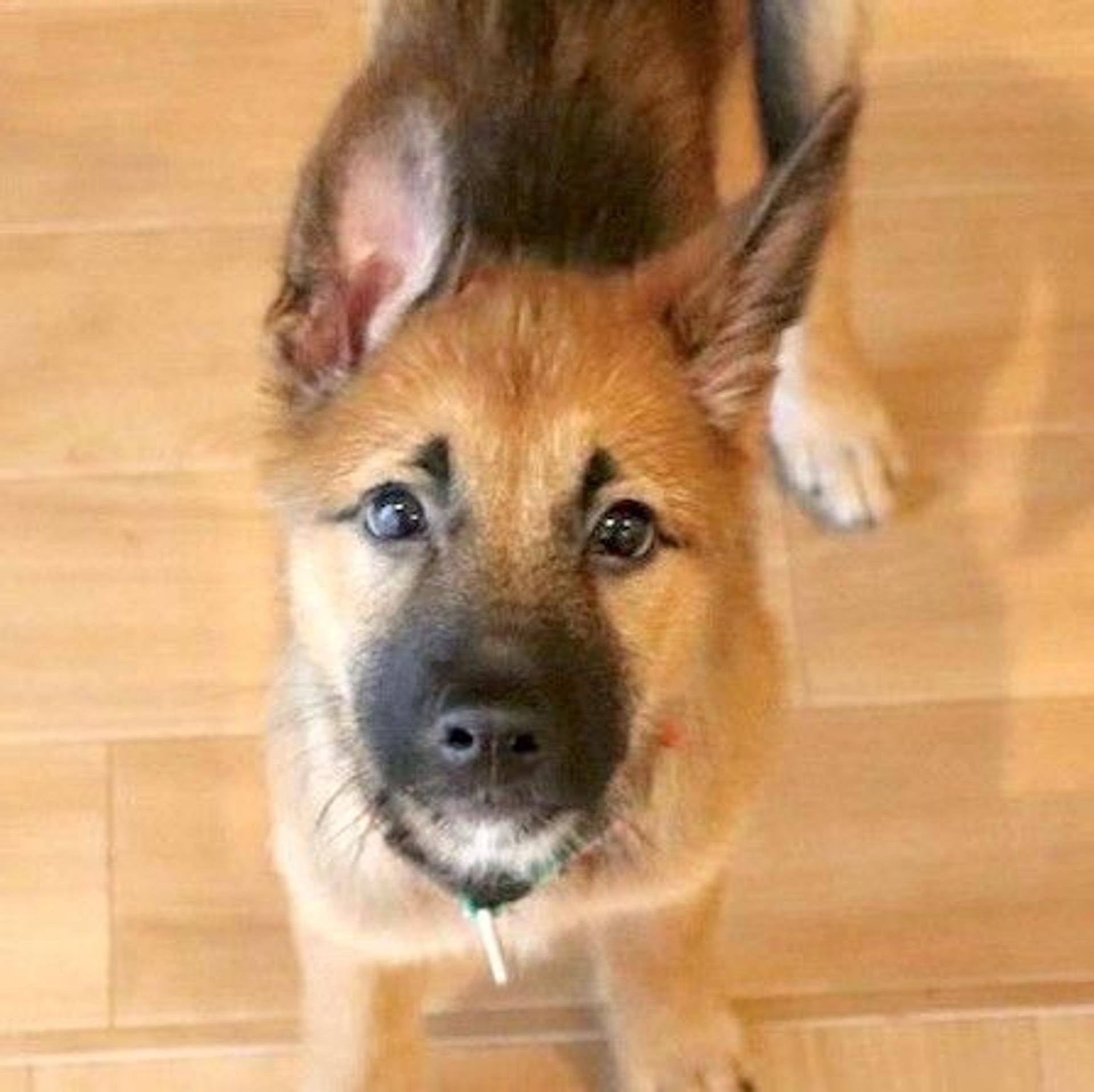 pet-image-2