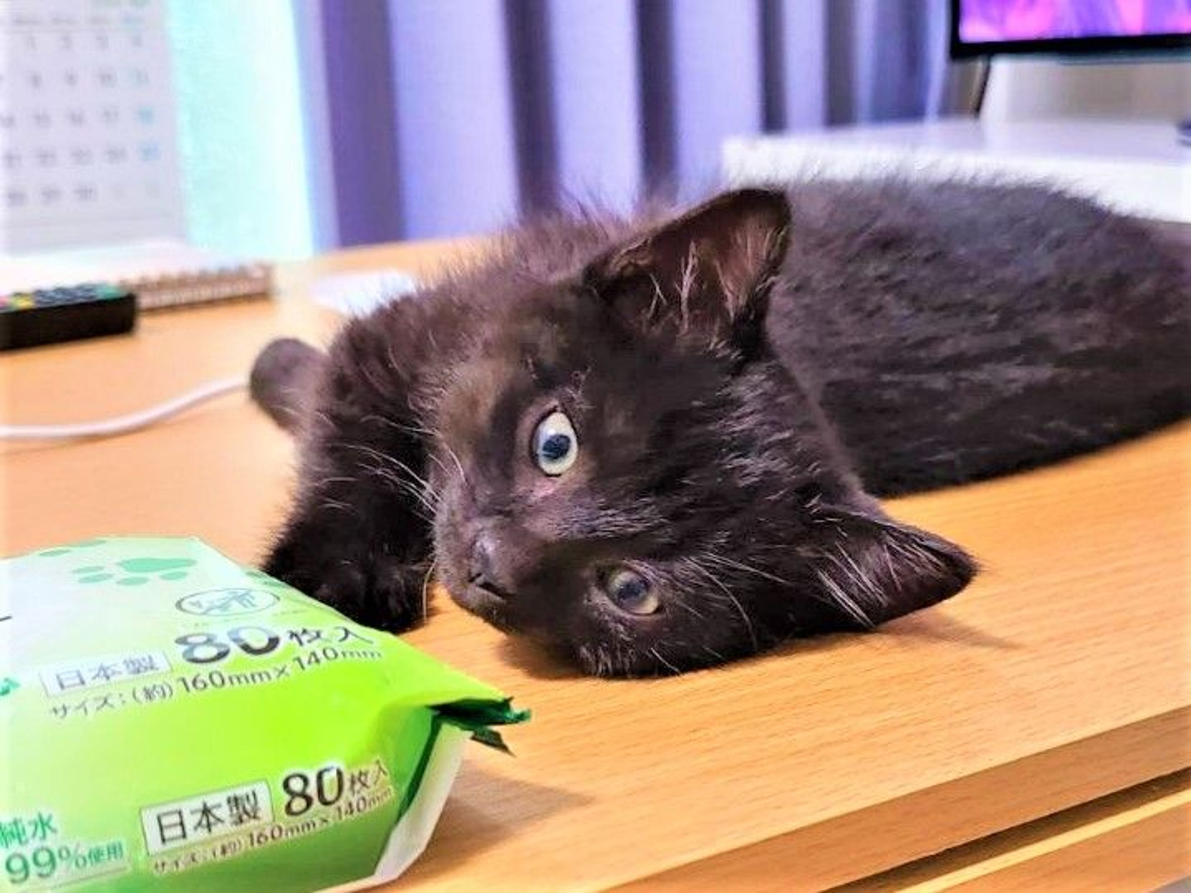 pet-image-4