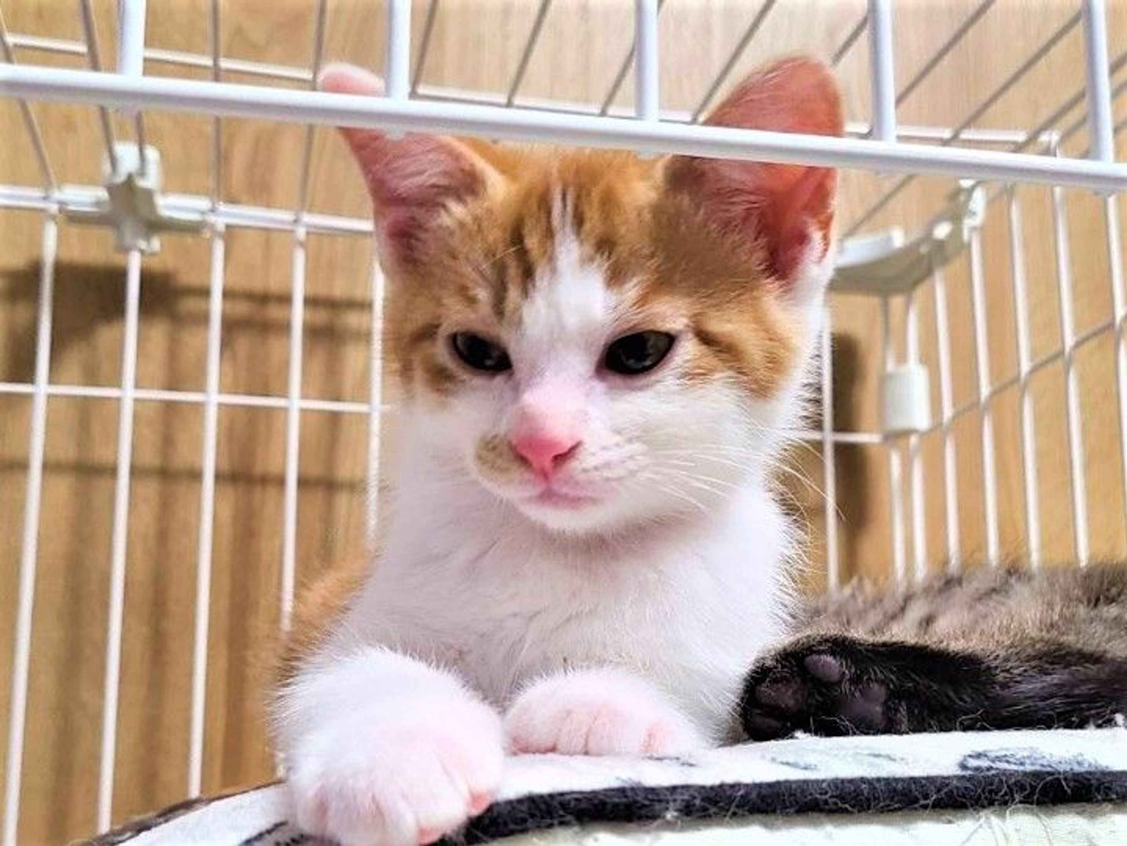 雑種（ミックス猫）・オスの里親募集の写真