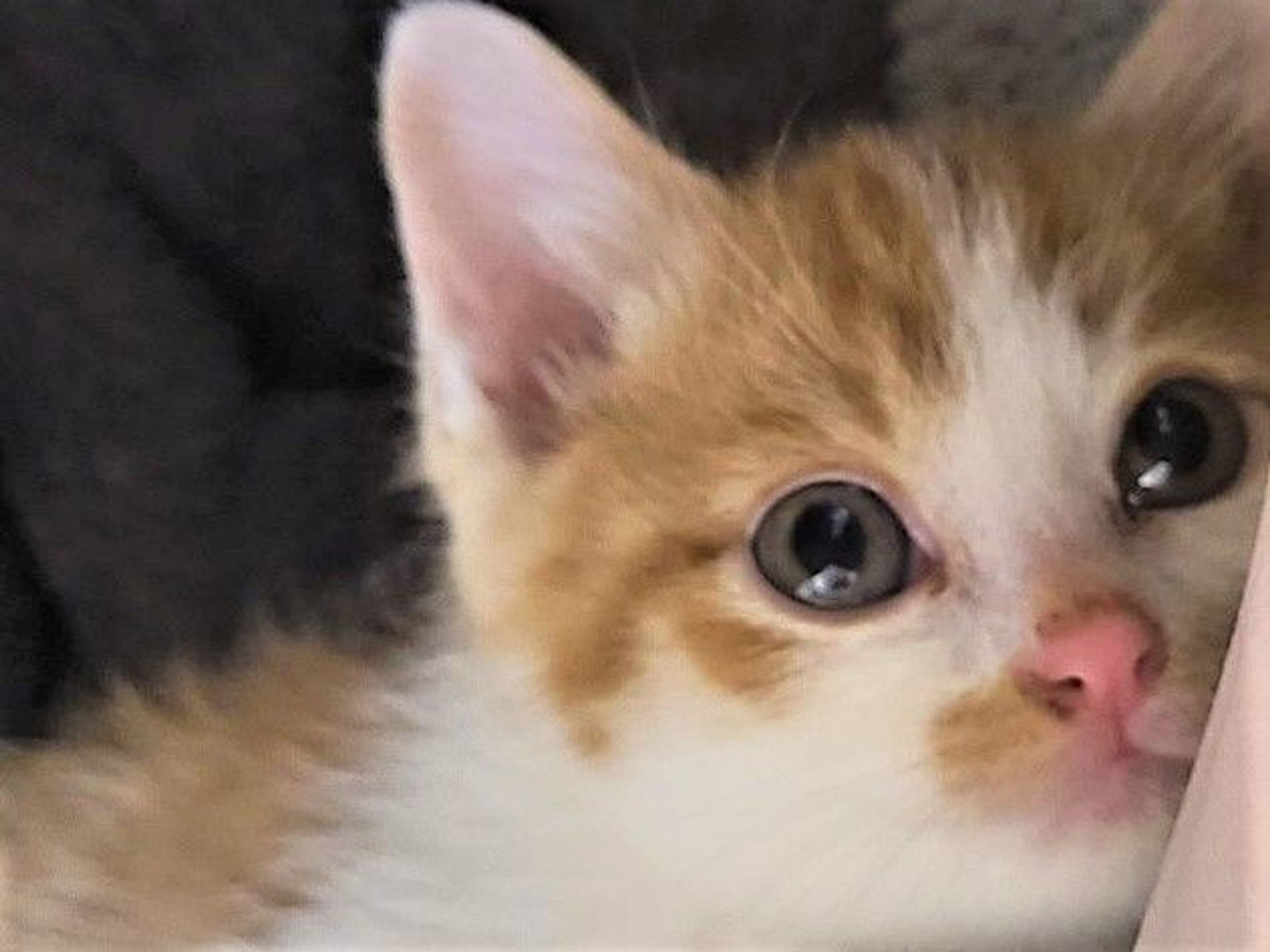 pet-image-2